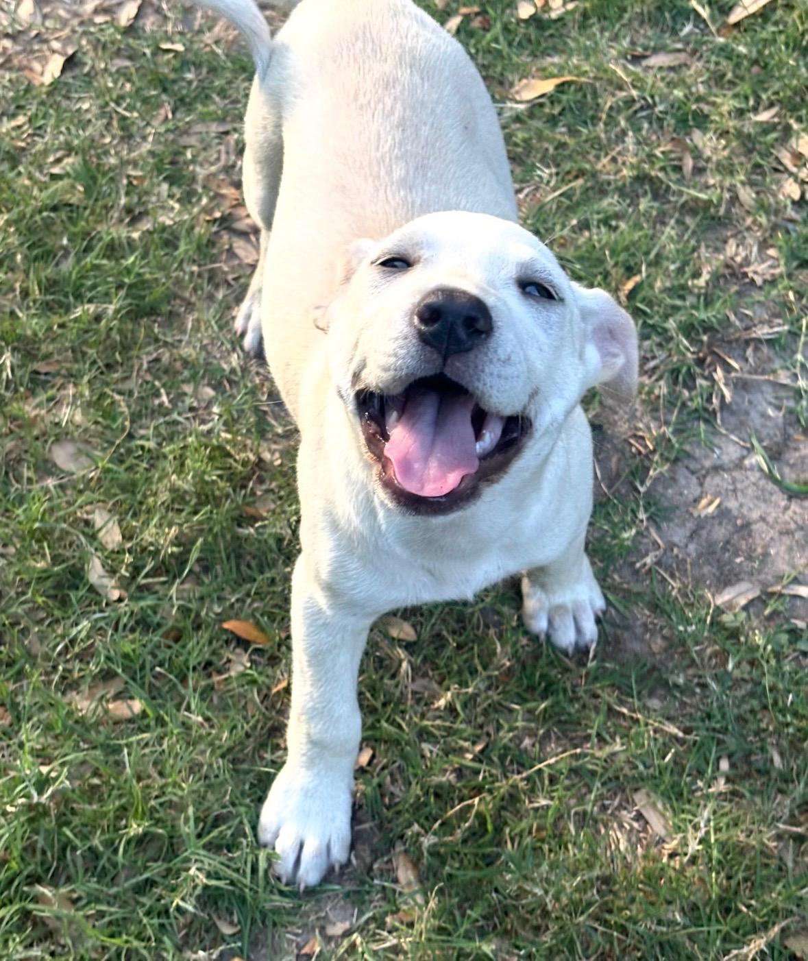 Enlarge Yang, an adopted mixed breed in Bensalem, PA image 3/6