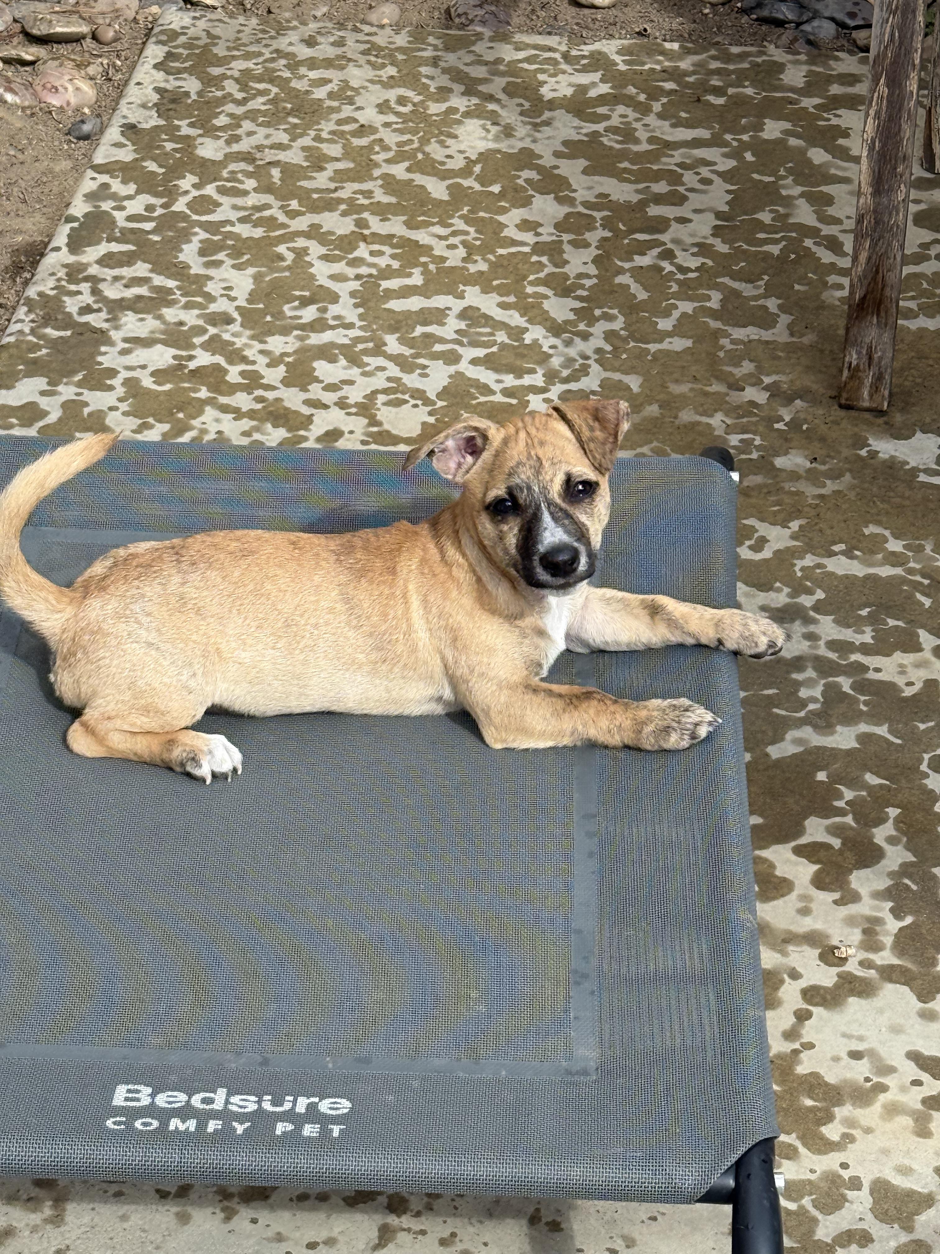 Enlarge Gio, a Adopted mixed breed in Burbank, CA image 2/5