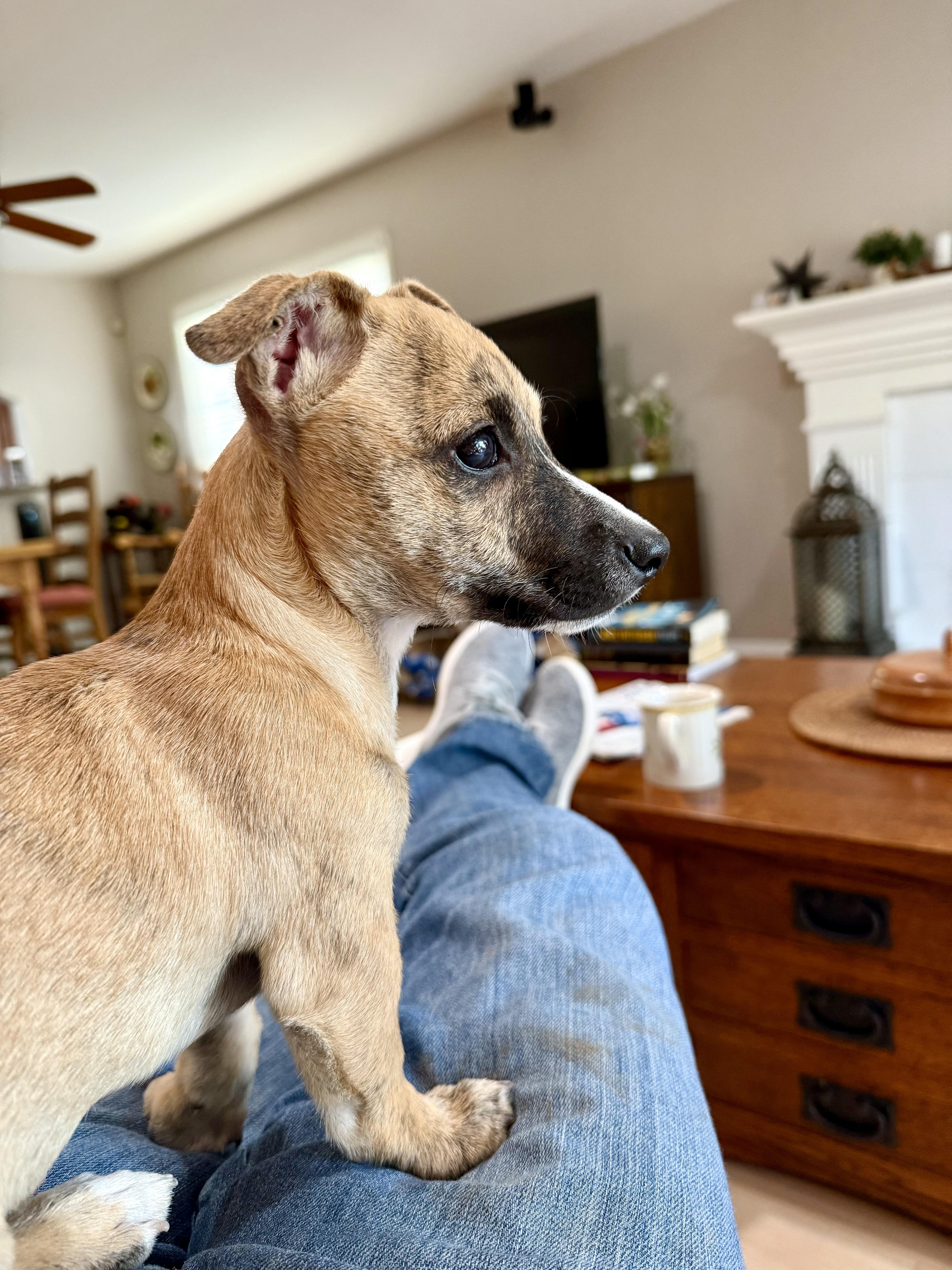 Enlarge Gio, a Adopted mixed breed in Burbank, CA image 3/5