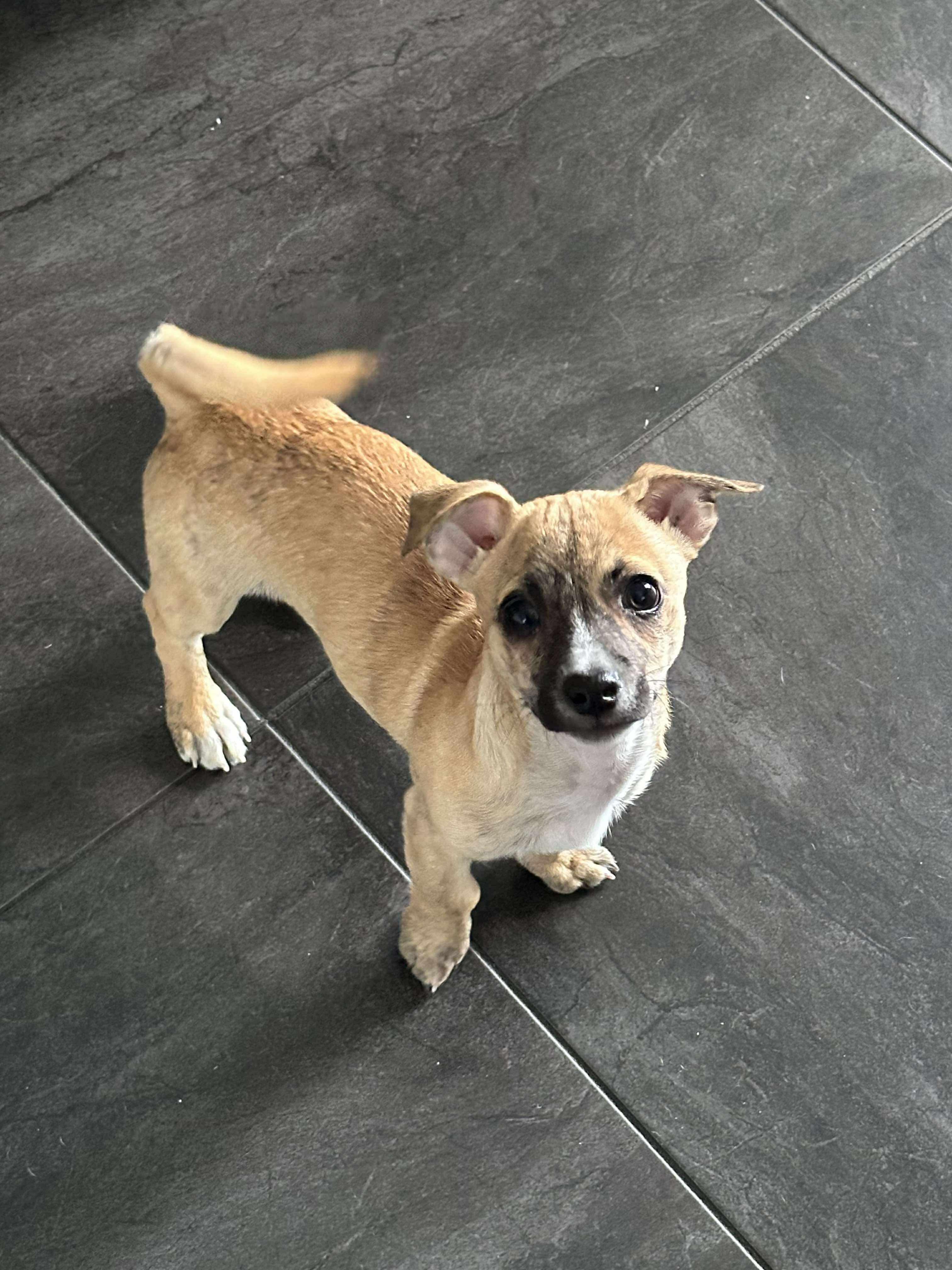 Enlarge Gio, a Adopted mixed breed in Burbank, CA image 4/5