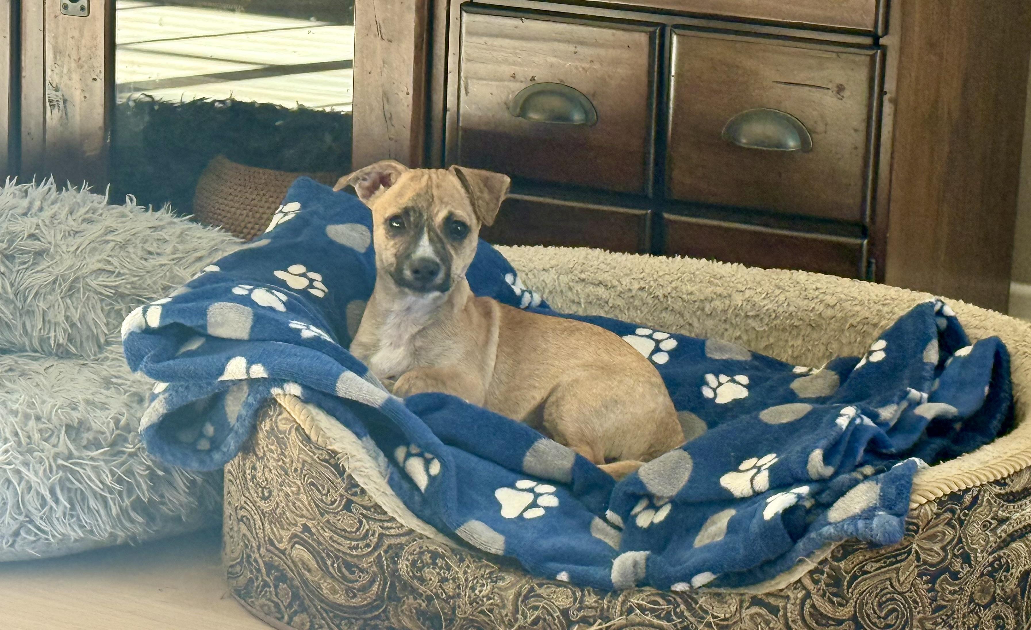 Enlarge Gio, a Adopted mixed breed in Burbank, CA image 5/5