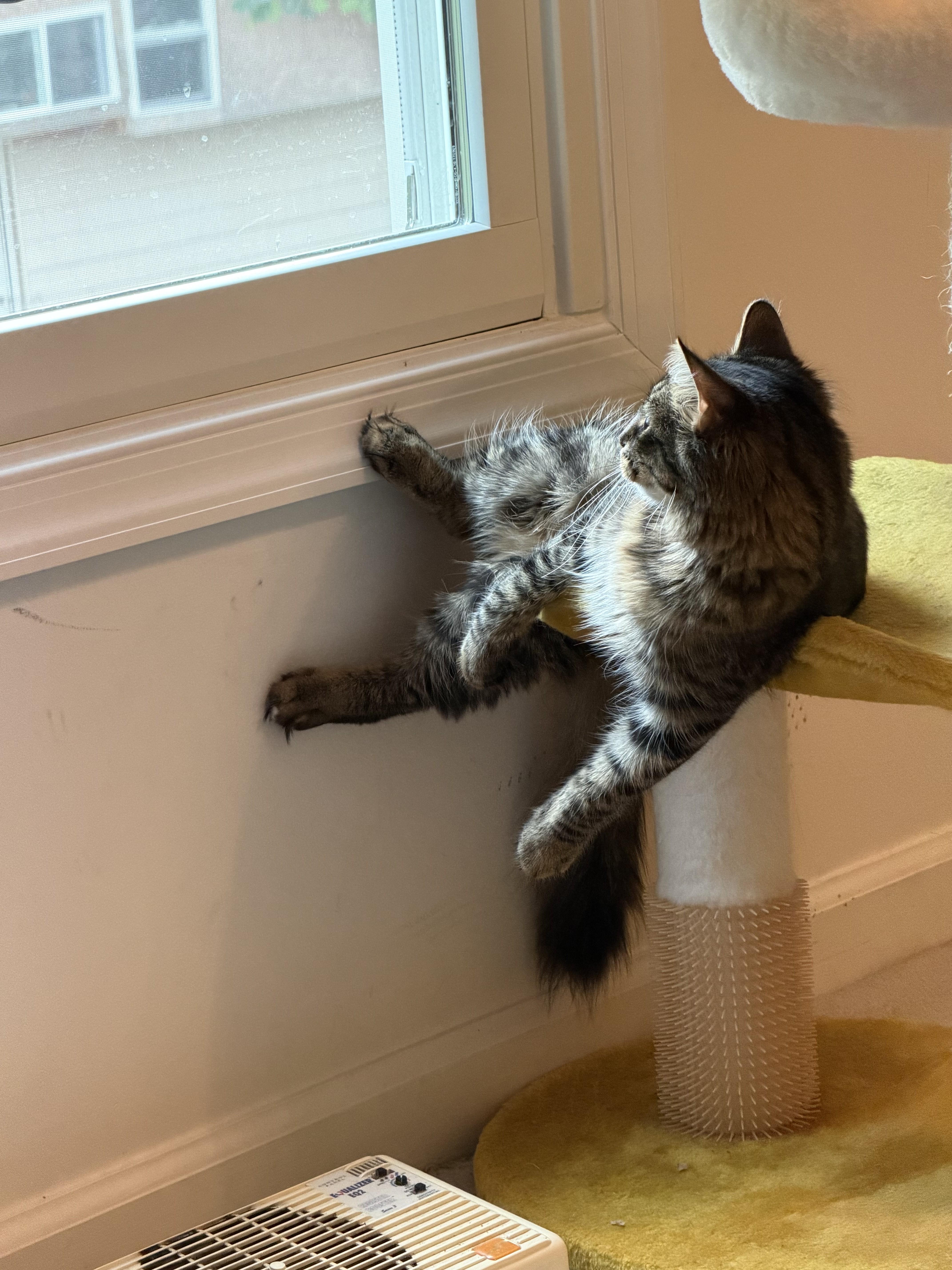 Enlarge Summer-Sunshine All Year Long, a Adoptable Tabby in Laurel, MD image 5/6