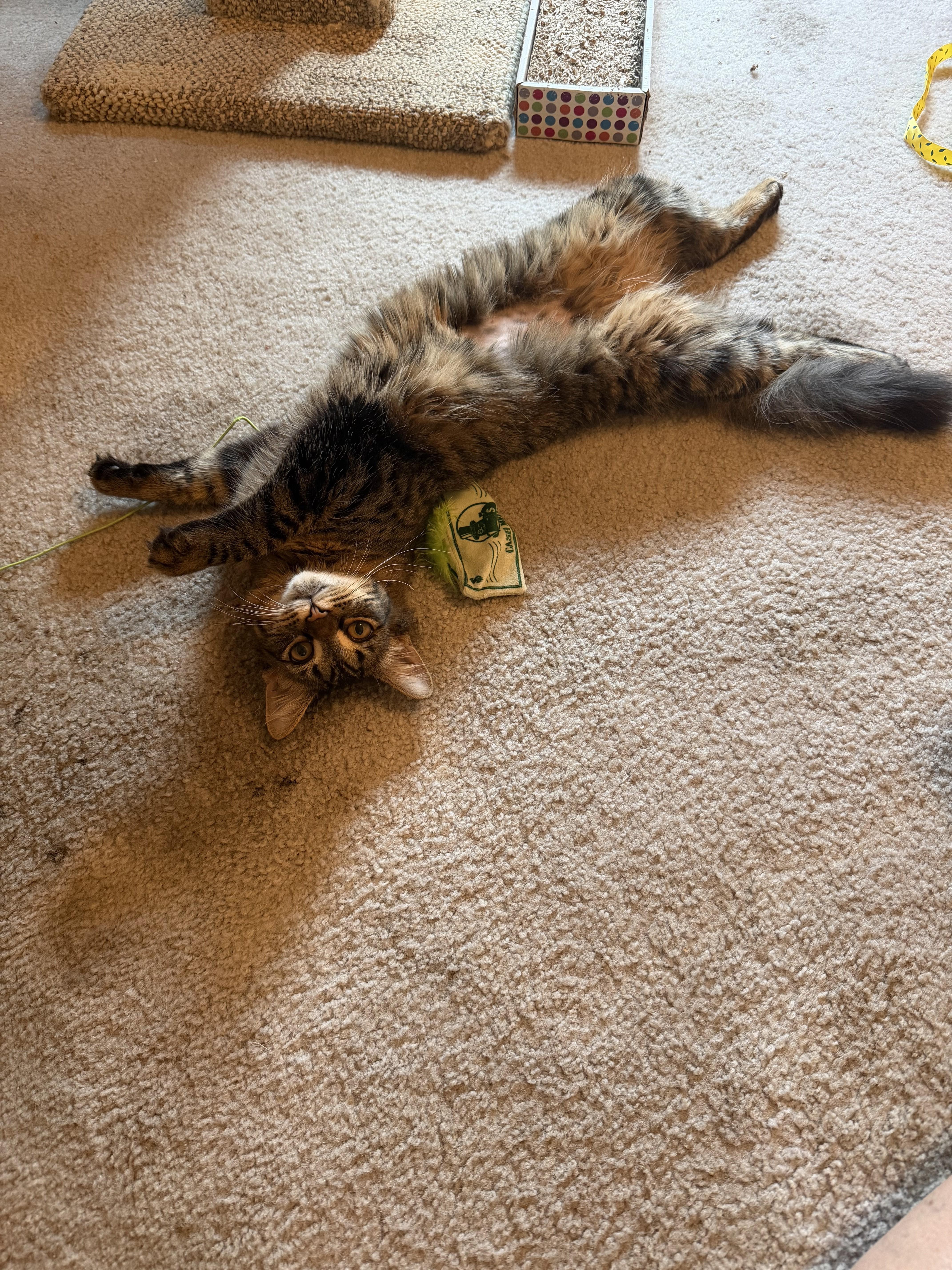 Enlarge Summer-Sunshine All Year Long, a Adoptable Tabby in Laurel, MD image 2/6
