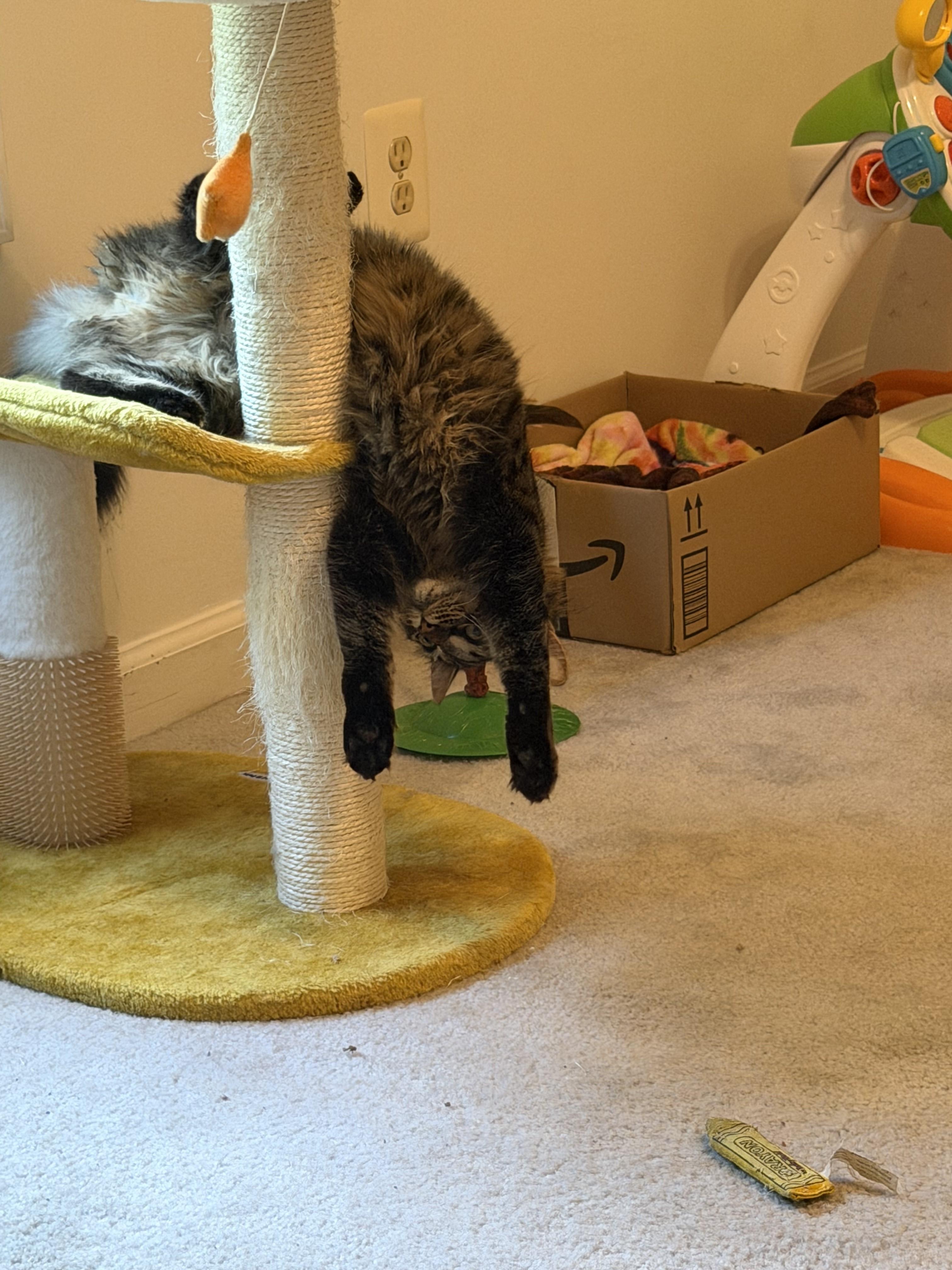 Enlarge Summer-Sunshine All Year Long, a Adoptable Tabby in Laurel, MD image 4/6