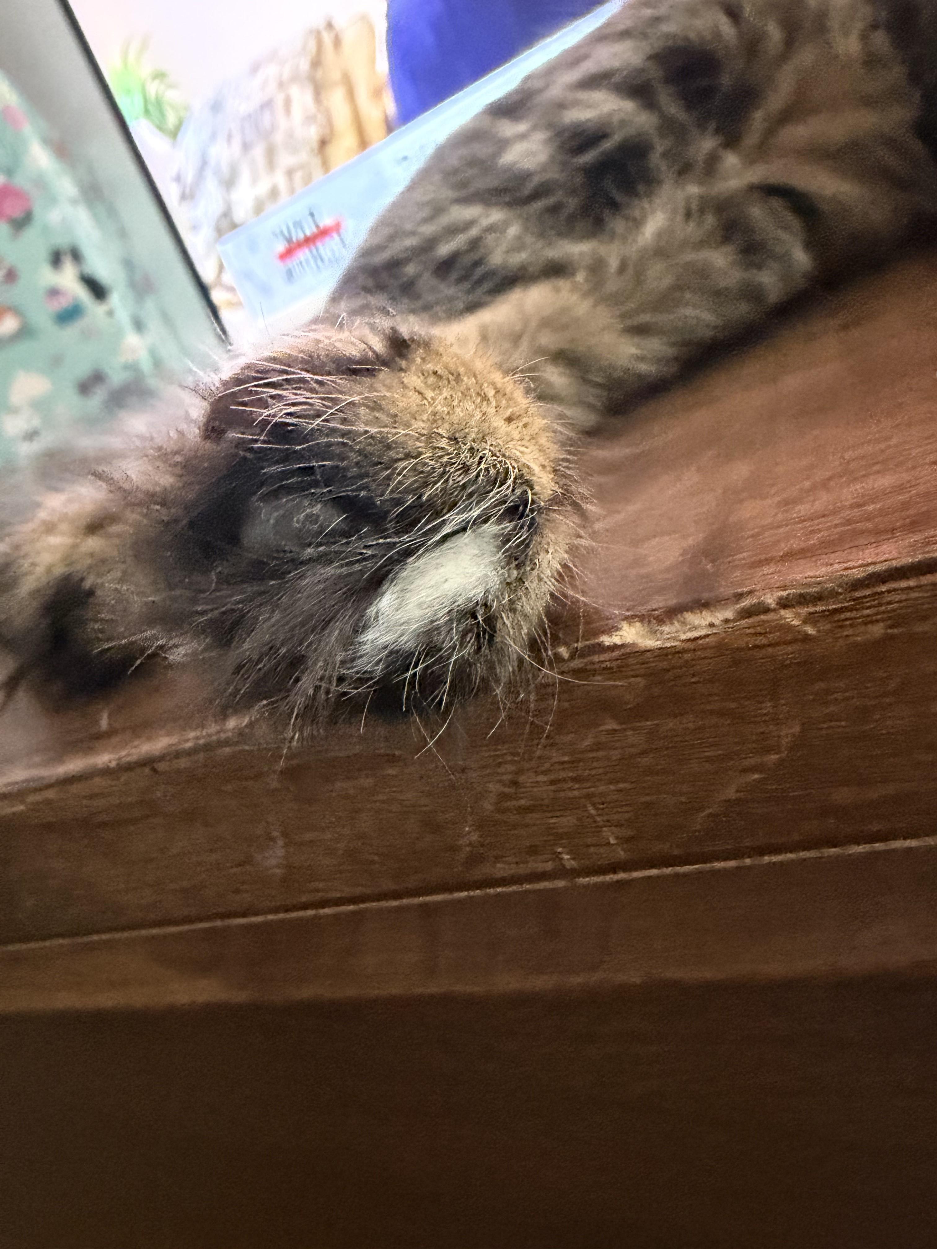 Enlarge Summer-Sunshine All Year Long, a Adoptable Tabby in Laurel, MD image 3/6