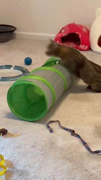 Enlarge Summer-Sunshine All Year Long, a Adoptable Tabby in Laurel, MD video 6/6