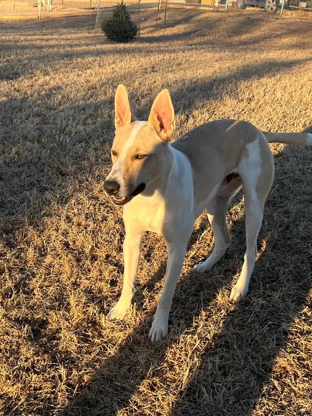 Enlarge Mickey, a ADOPTABLE mixed breed in Seward, NE image 3/5