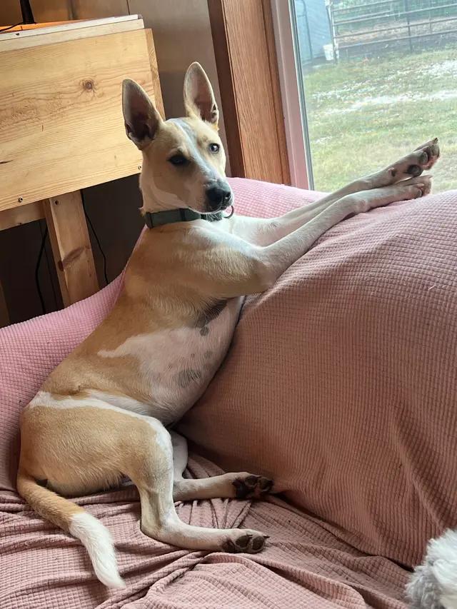 Enlarge Mickey, a ADOPTABLE mixed breed in Seward, NE image 2/5