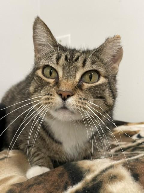 Mittens, Adoptable, Adult Female Domestic Short Hair.