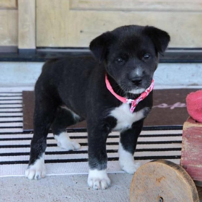 Clementine, adopted, Puppy Female Shepherd & Great Pyrenees.