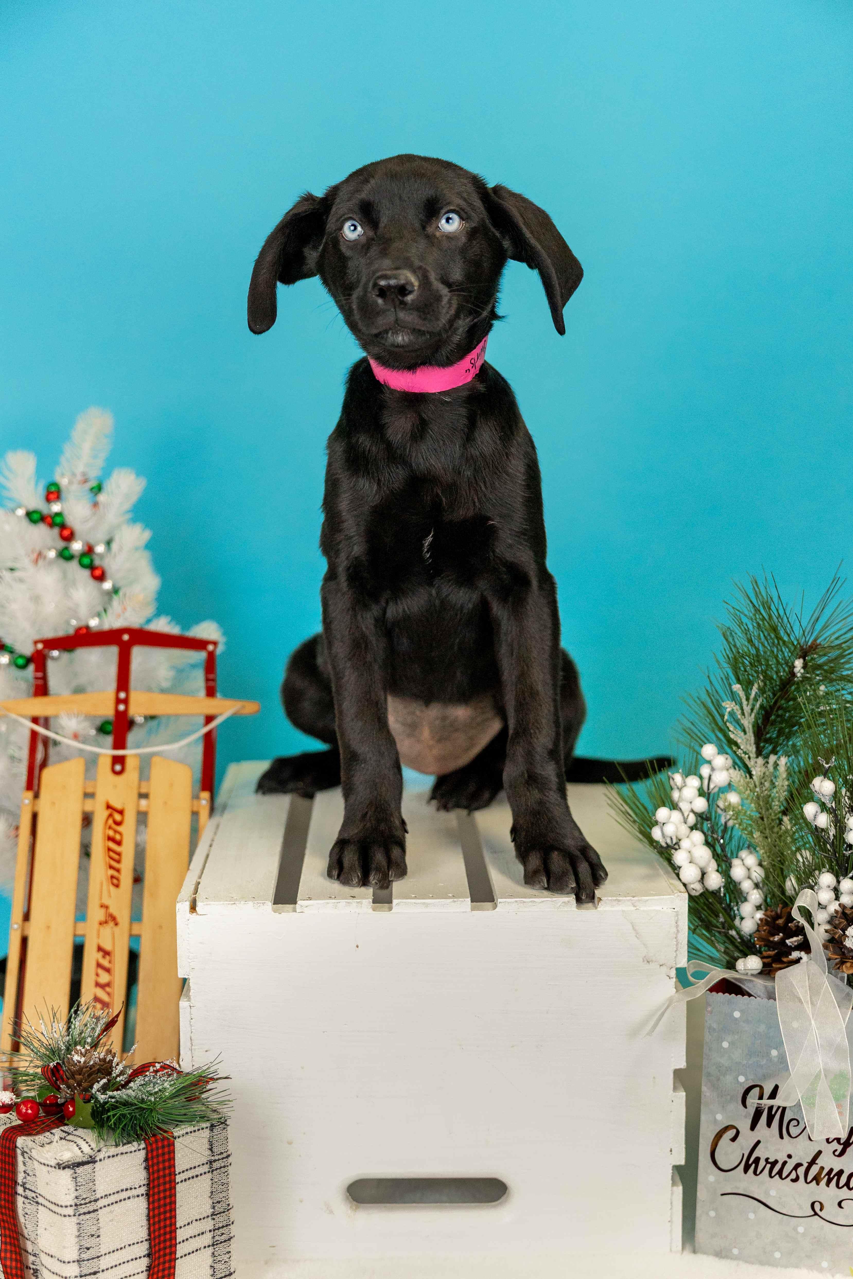 1066-25, ADOPTABLE, Young Female German Shepherd Dog.