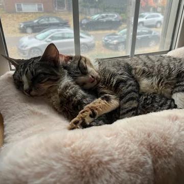 Zombina & Dee Kay - We're a bonded pair!, Adoptable, Young Female Domestic Short Hair.