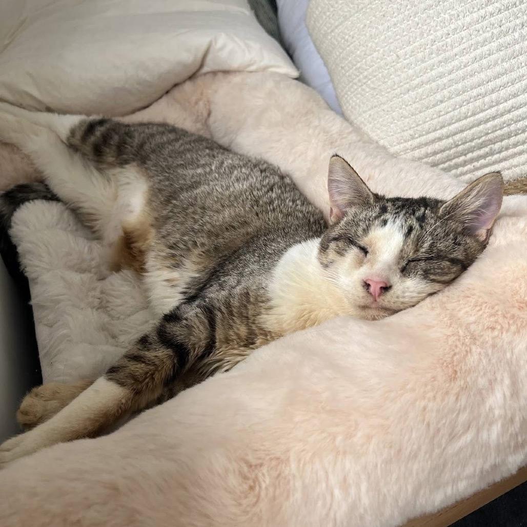 Zombina & Dee Kay - We're a bonded pair!, Adoptable, Young Female Domestic Short Hair.