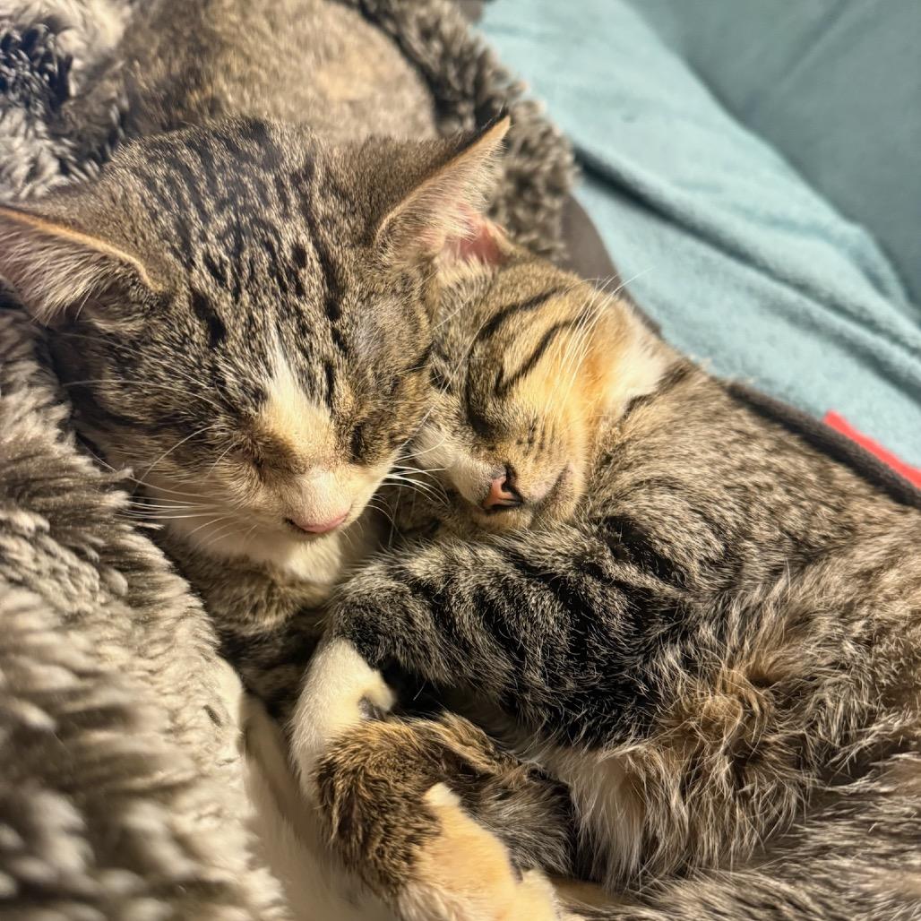 Enlarge Zombina & Dee Kay - We're a bonded pair!, a Adoptable Domestic Short Hair in Chicago, IL image 2/6