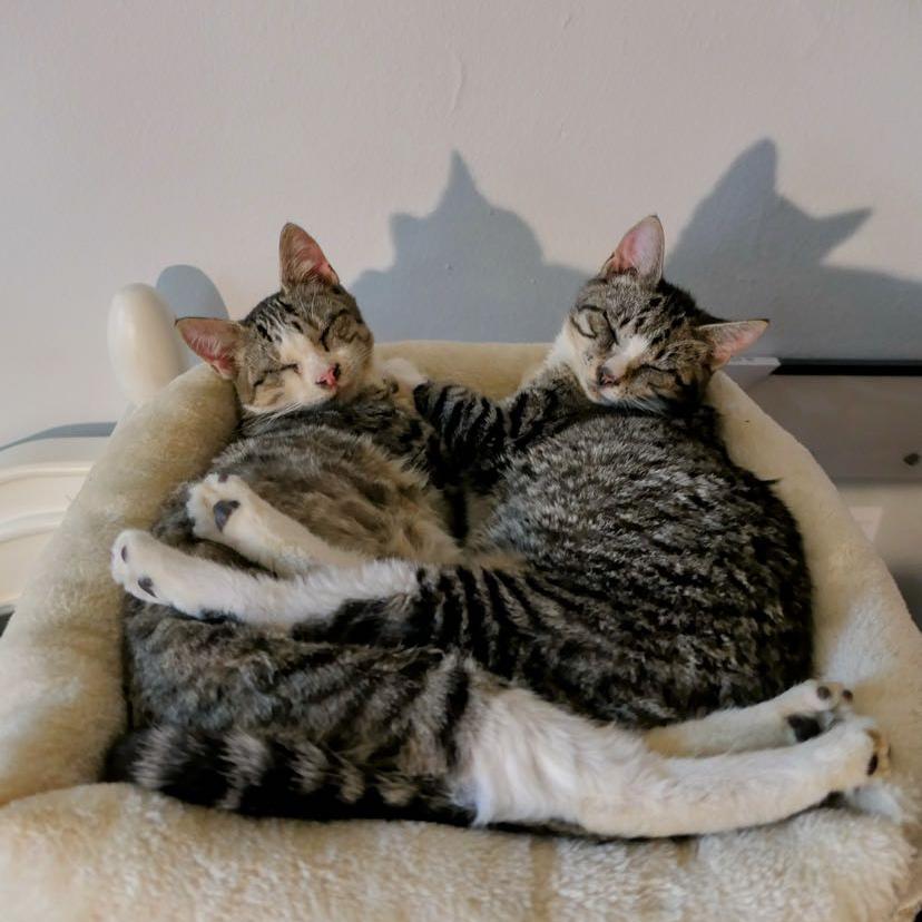 Zombina & Dee Kay - We're a bonded pair!, a Adoptable Domestic Short Hair in Chicago, IL image 2/5
