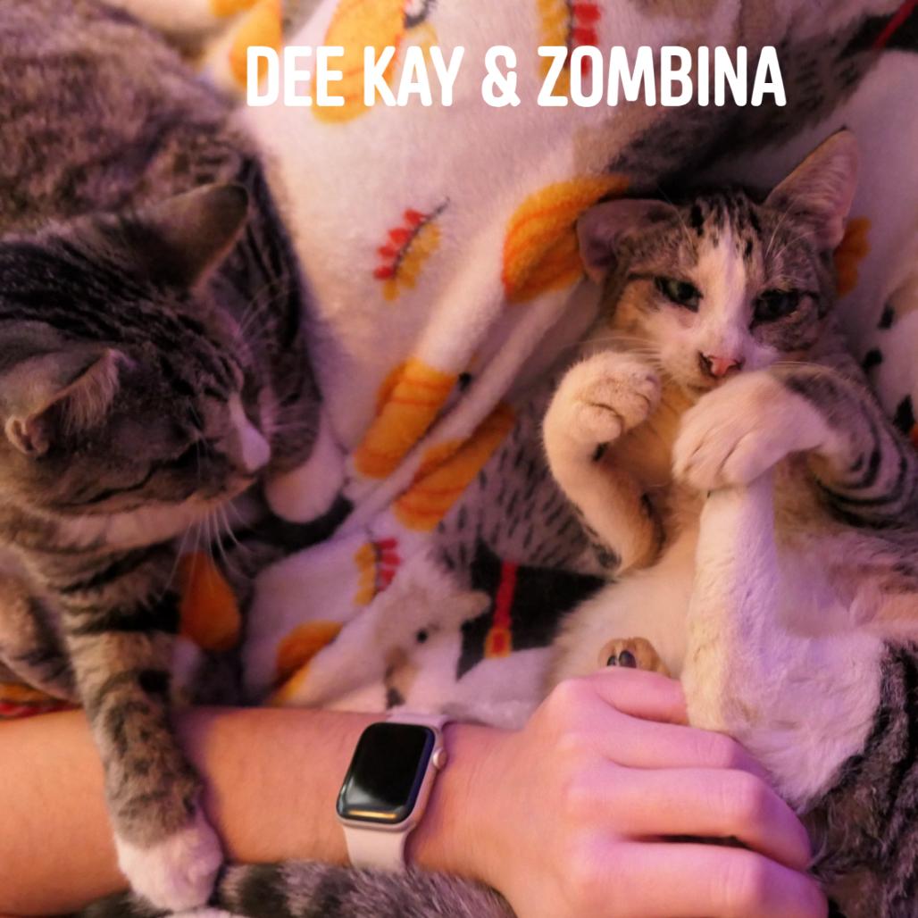Zombina & Dee Kay - We're a bonded pair!, a Adoptable Domestic Short Hair in Chicago, IL image 3/5