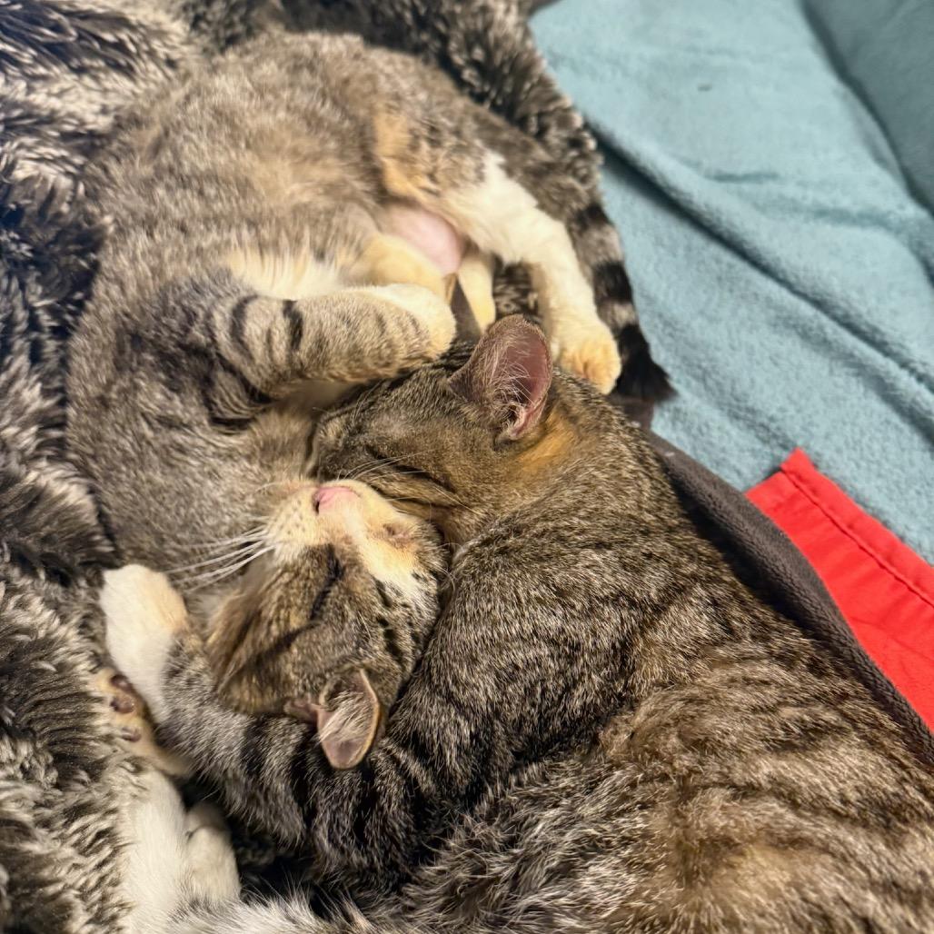 Enlarge Zombina & Dee Kay - We're a bonded pair!, a Adoptable Domestic Short Hair in Chicago, IL image 4/6