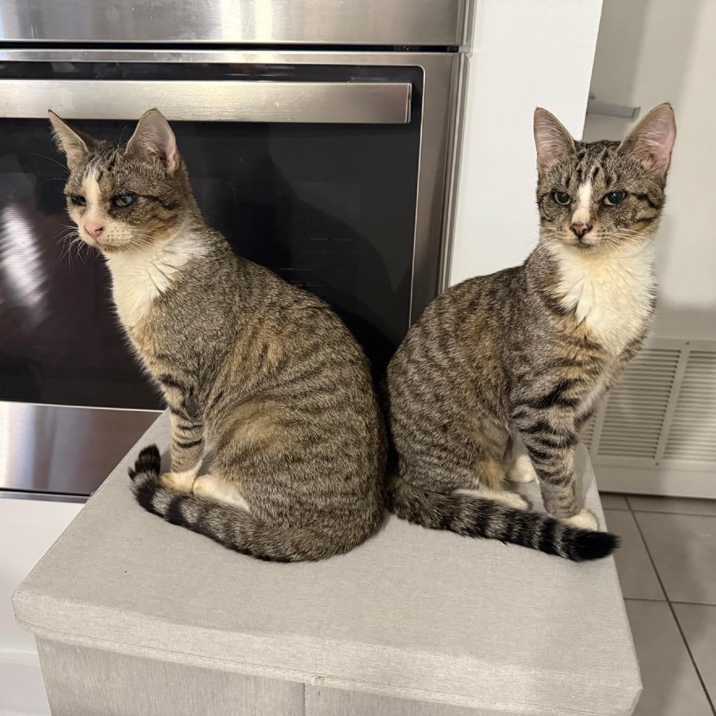 Enlarge Zombina & Dee Kay - We're a bonded pair!, a Adoptable Domestic Short Hair in Chicago, IL image 5/6