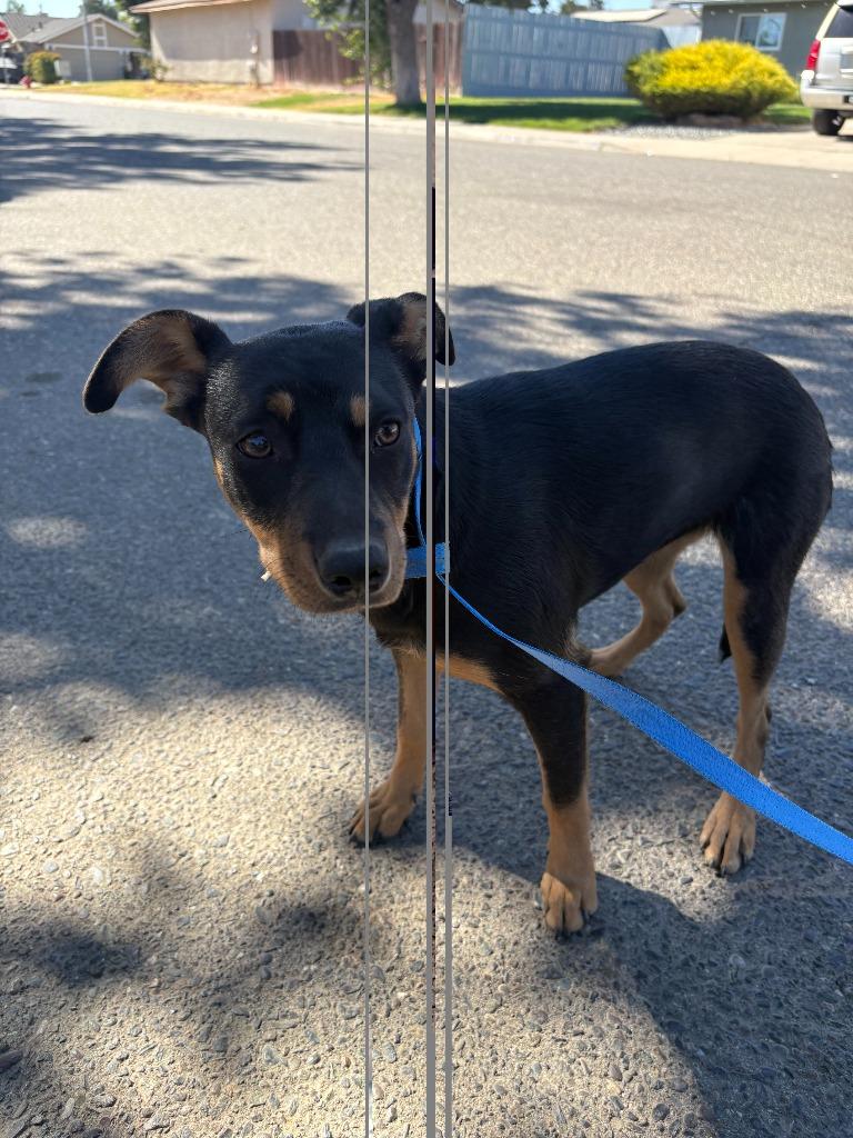 Sabrina, Adoptable, Puppy Female Australian Kelpie & Doberman Pinscher.