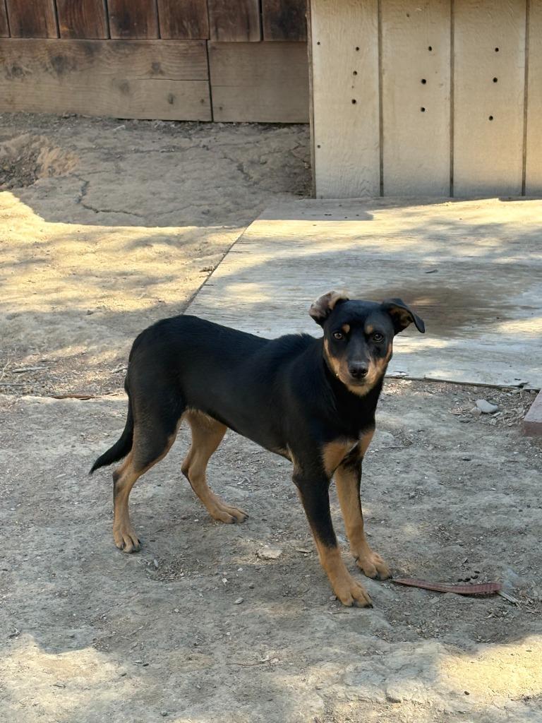 Enlarge Sabrina, a Adoptable mixed breed in Newman, CA image 2/2