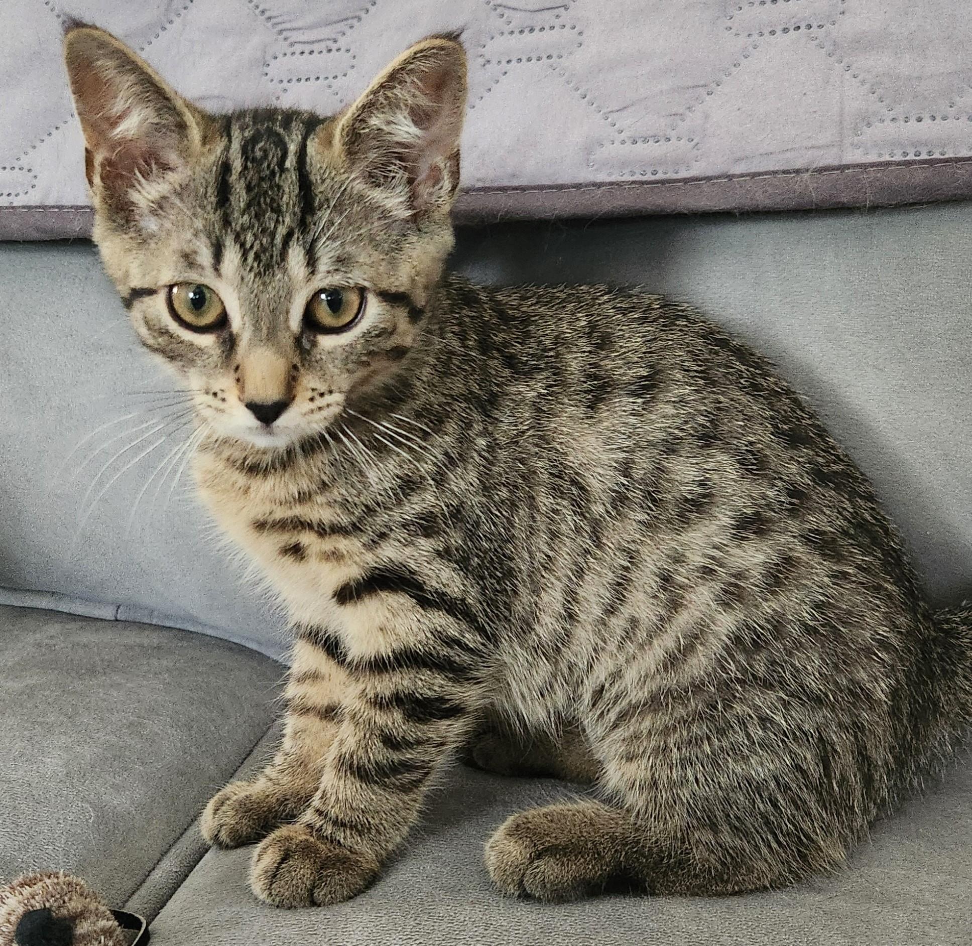 STARDUST, ADOPTABLE, Kitten Female Domestic Short Hair.
