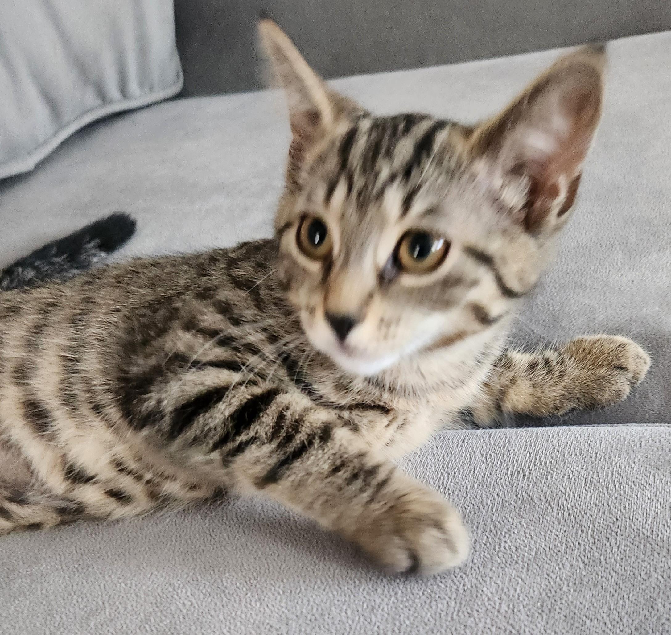 Enlarge STARDUST, a ADOPTABLE Domestic Short Hair in Highland Park, NJ image 2/3
