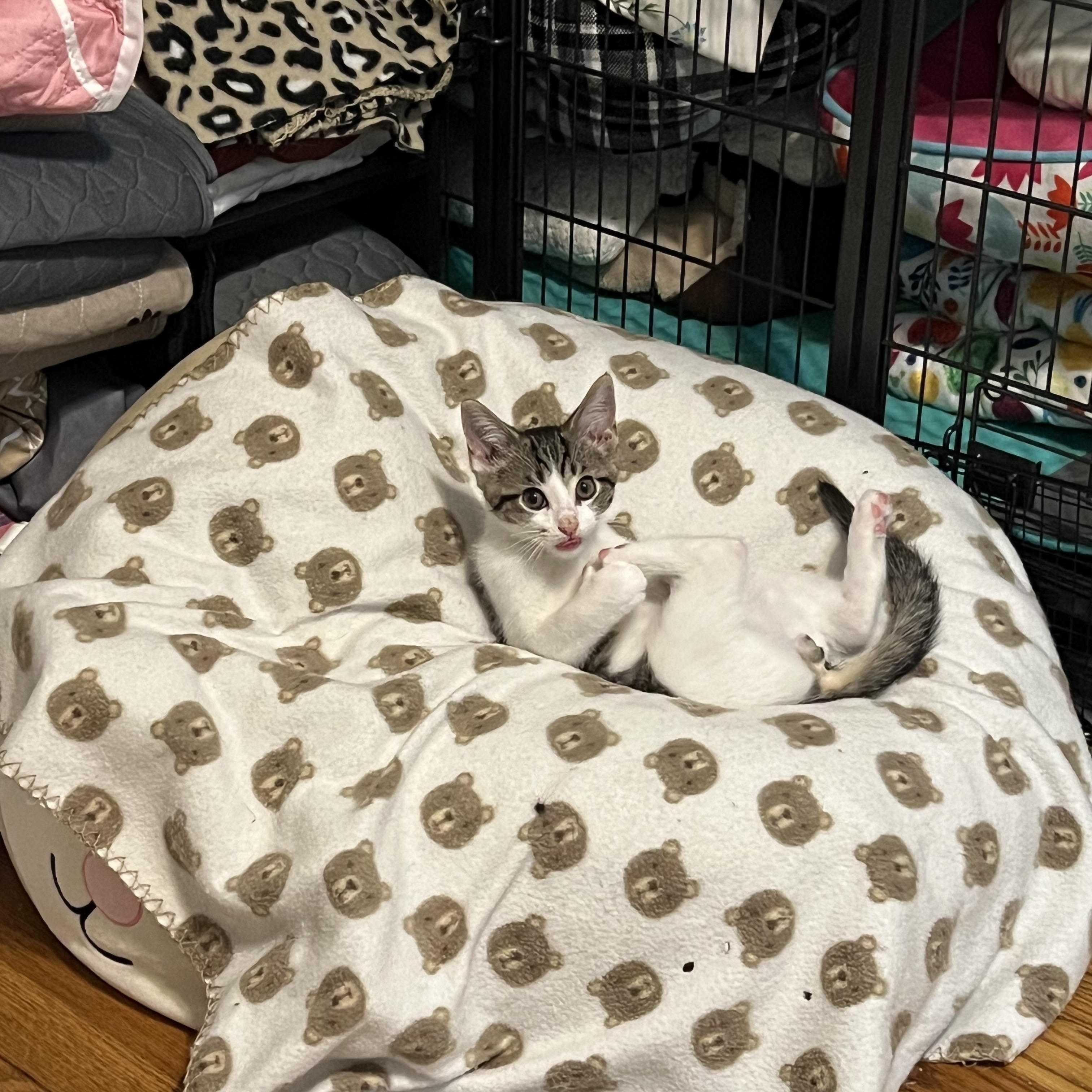 Enlarge Colin, a Adoptable Domestic Short Hair in Alvaton, KY image 2/3