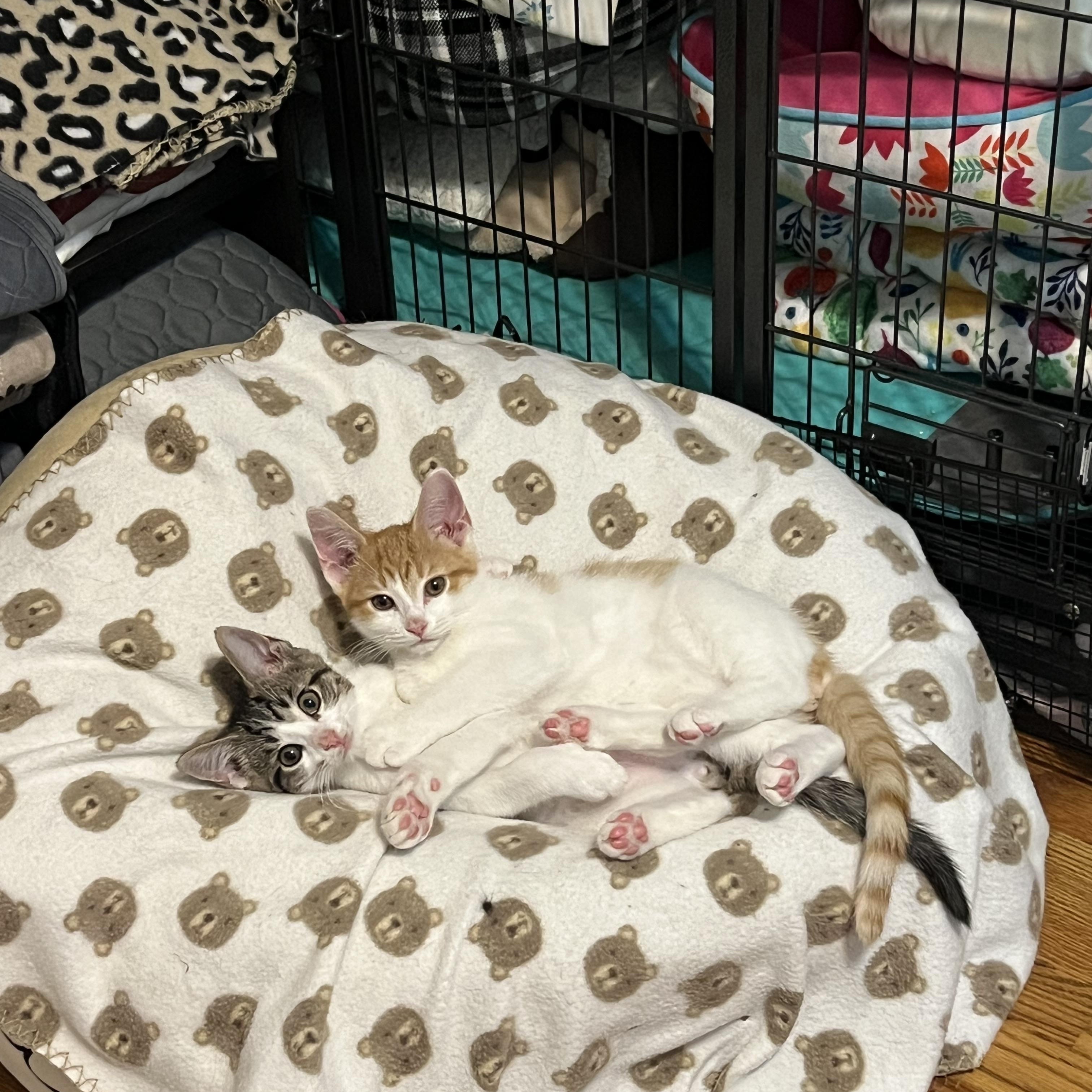 Enlarge Colin, a Adoptable Domestic Short Hair in Alvaton, KY image 3/3
