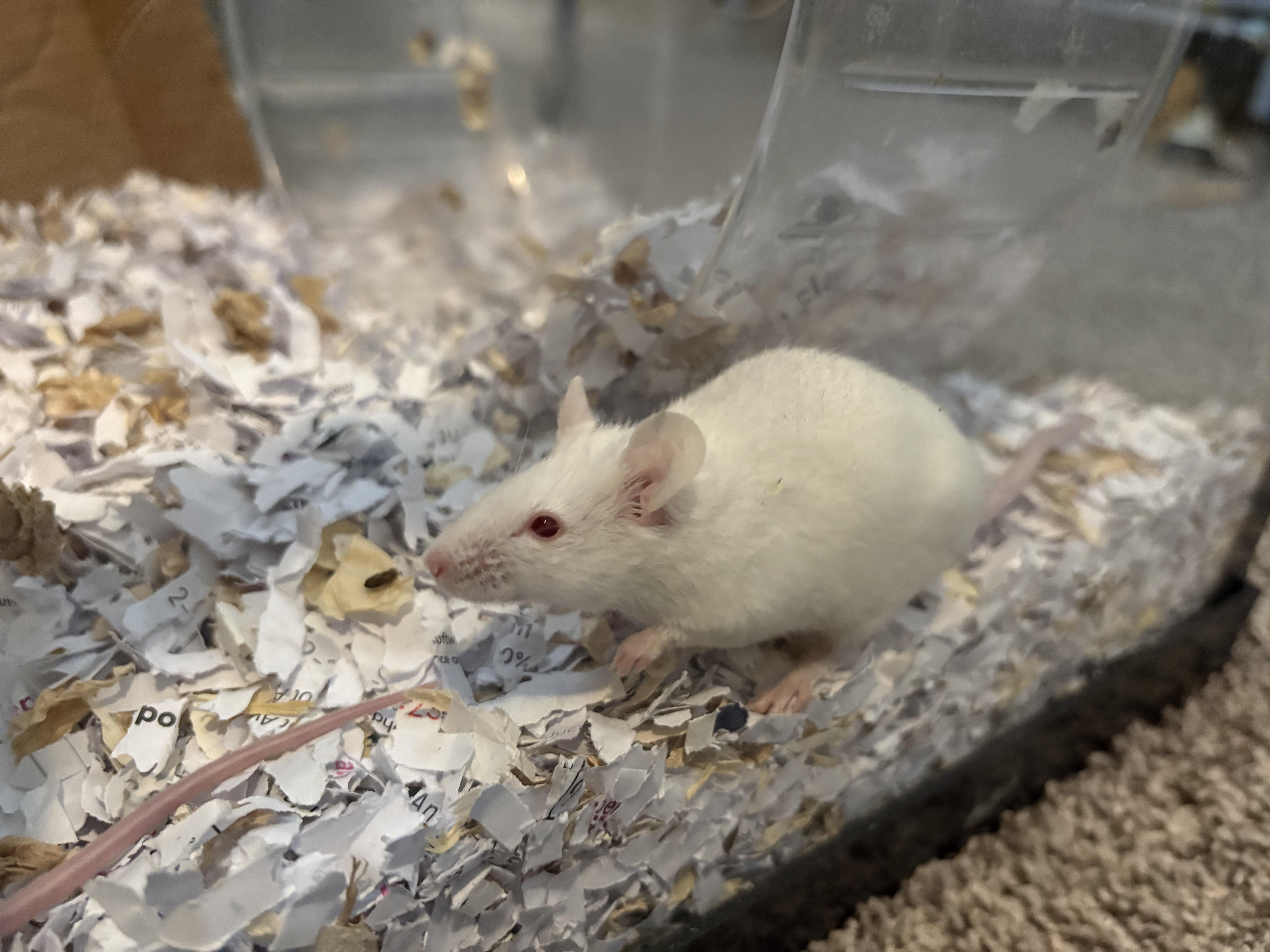 Enlarge Petunia & Zinnia, a ADOPTABLE Mouse in Grand Rapids, MI image 3/3