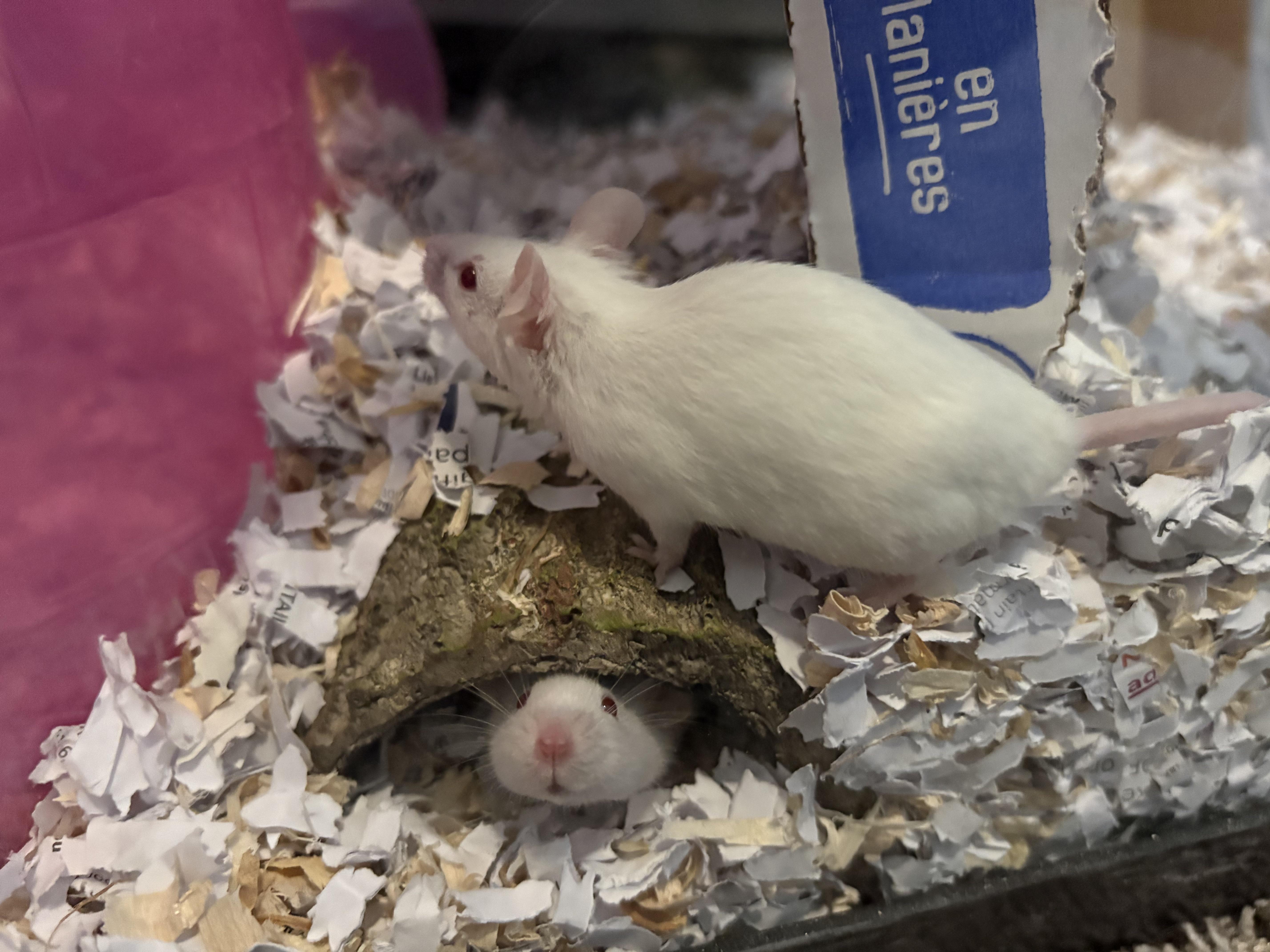 Enlarge Petunia & Zinnia, a ADOPTABLE Mouse in Grand Rapids, MI image 2/3