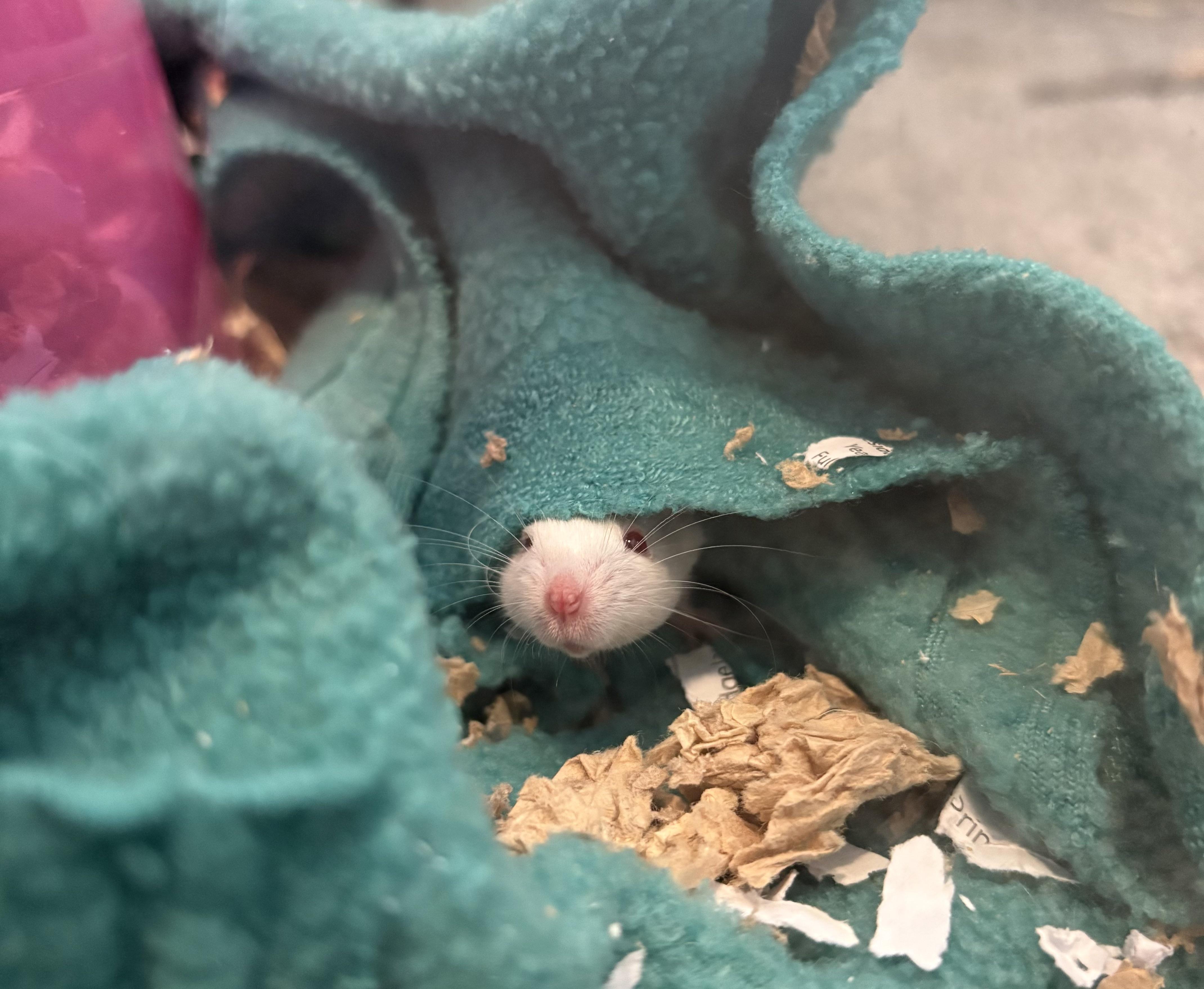 Enlarge Petunia & Zinnia, a ADOPTABLE Mouse in Grand Rapids, MI image 1/3