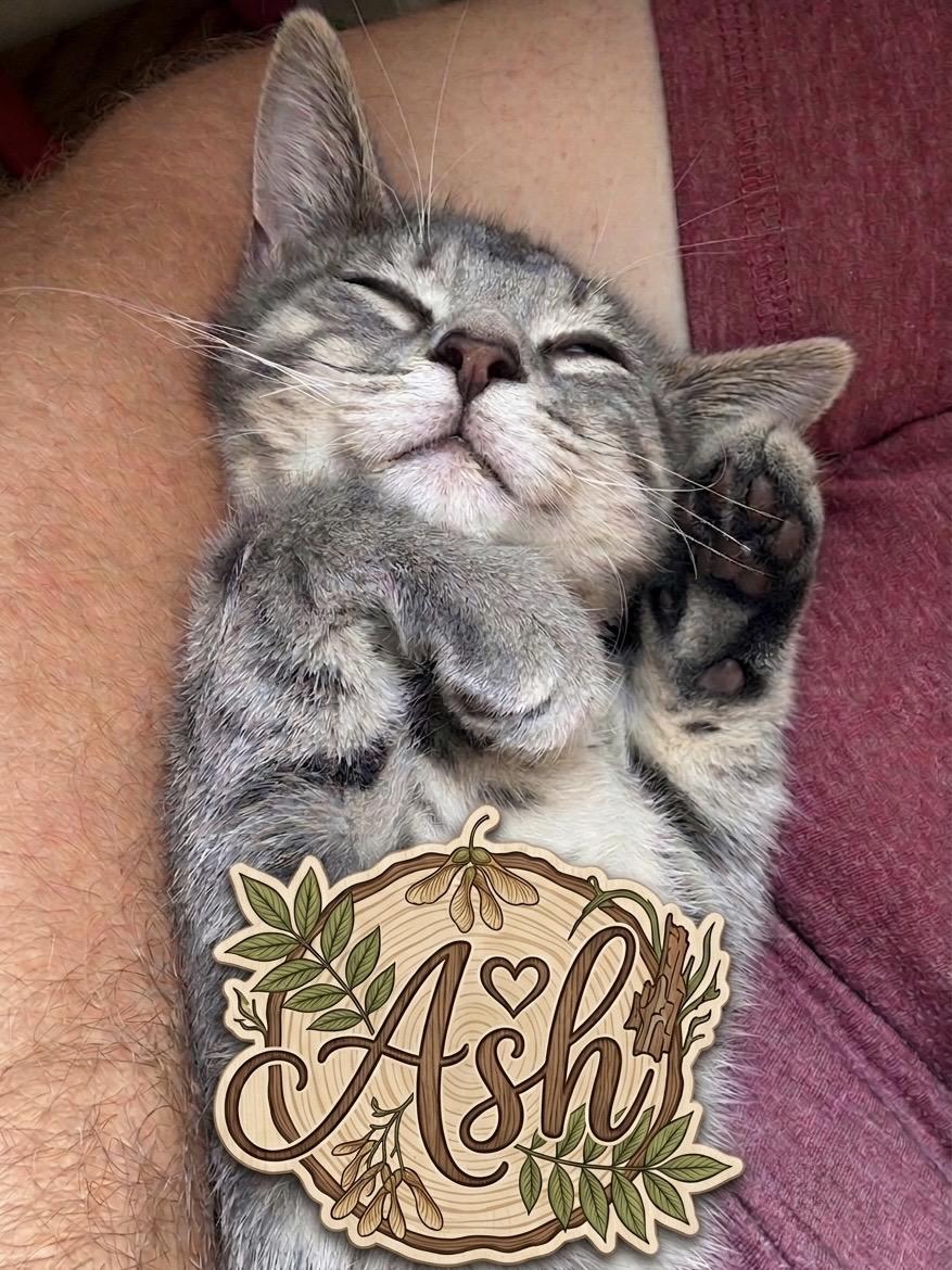 Ash, adopted, Kitten Male Domestic Short Hair.