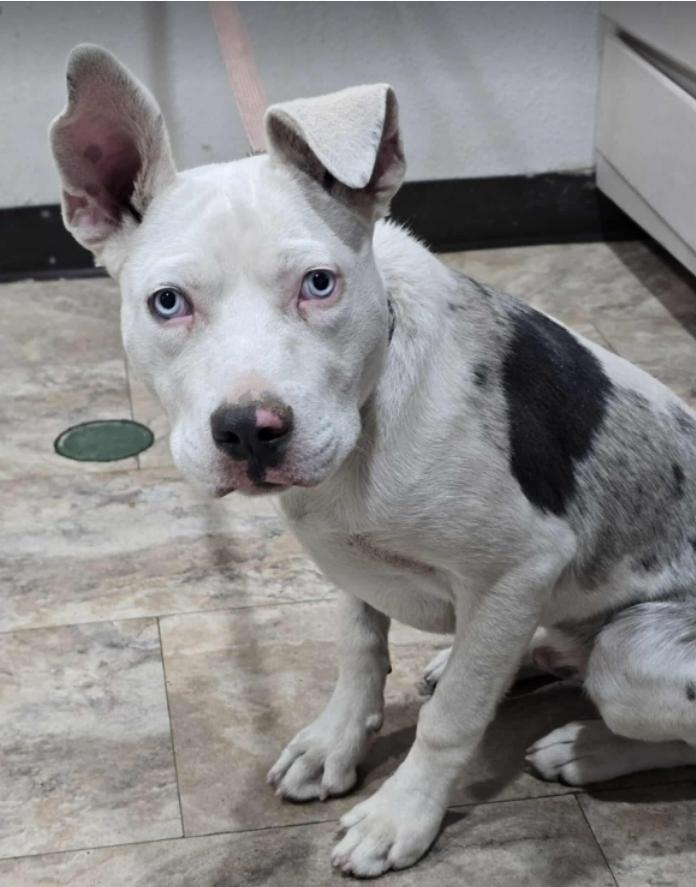 Enlarge Eli, a Adoptable mixed breed in Sedalia, CO image 1/5