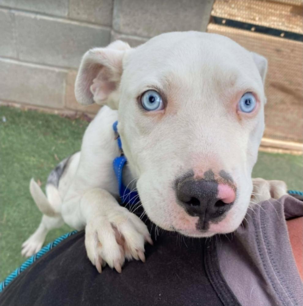 Enlarge Eli, a Adoptable mixed breed in Sedalia, CO image 2/5