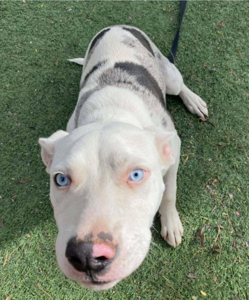 Enlarge Eli, a Adoptable mixed breed in Sedalia, CO image 3/5