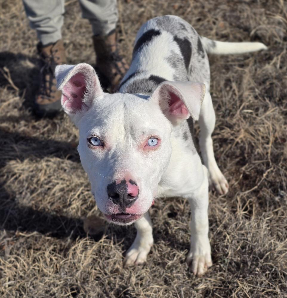 Enlarge Eli, a Adoptable mixed breed in Sedalia, CO image 4/5