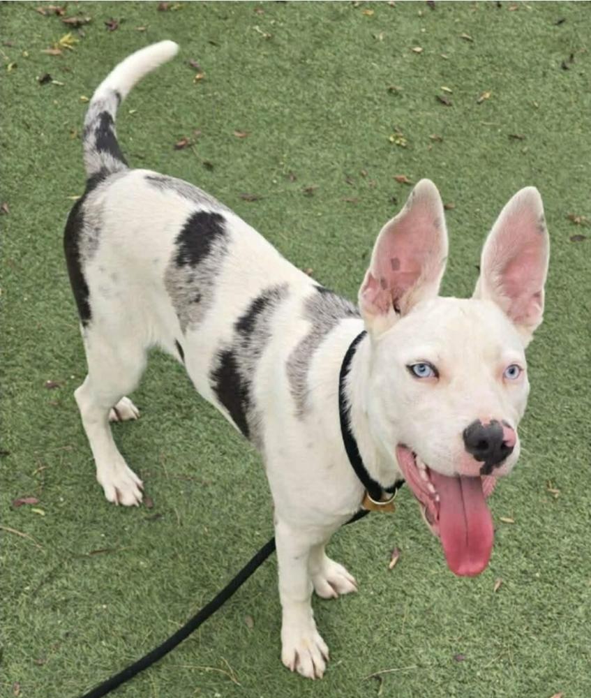 Enlarge Eli, a Adoptable mixed breed in Sedalia, CO image 5/5