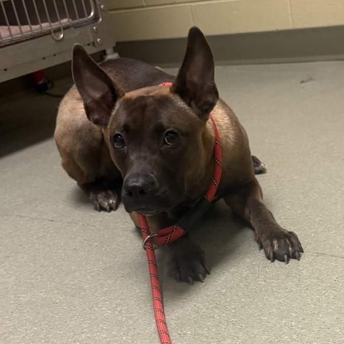 26-0384 "Sunbear", adopted, Young Female Belgian Shepherd / Malinois & Pit Bull Terrier.
