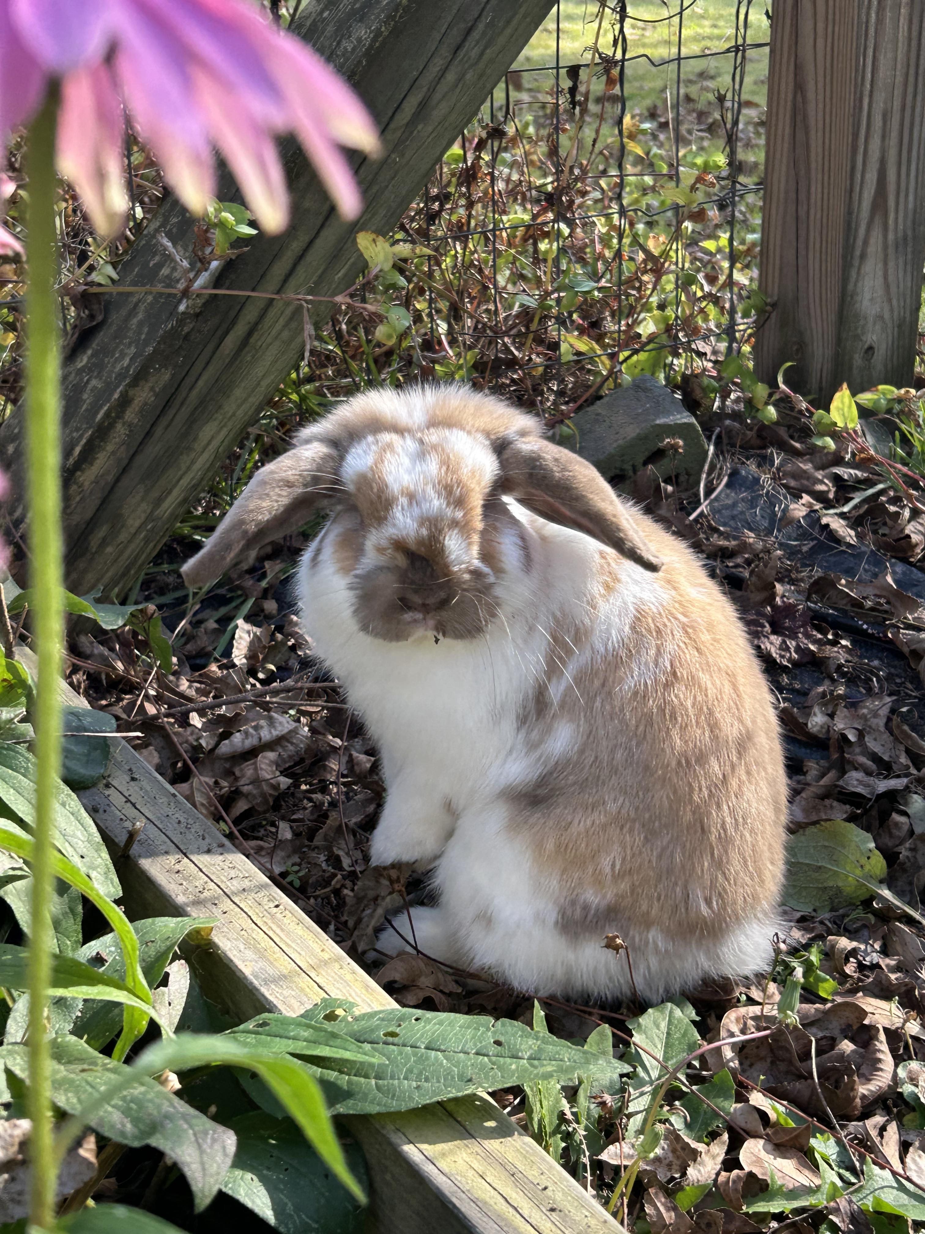 Bam Bam , ADOPTABLE, Young Male Holland Lop.