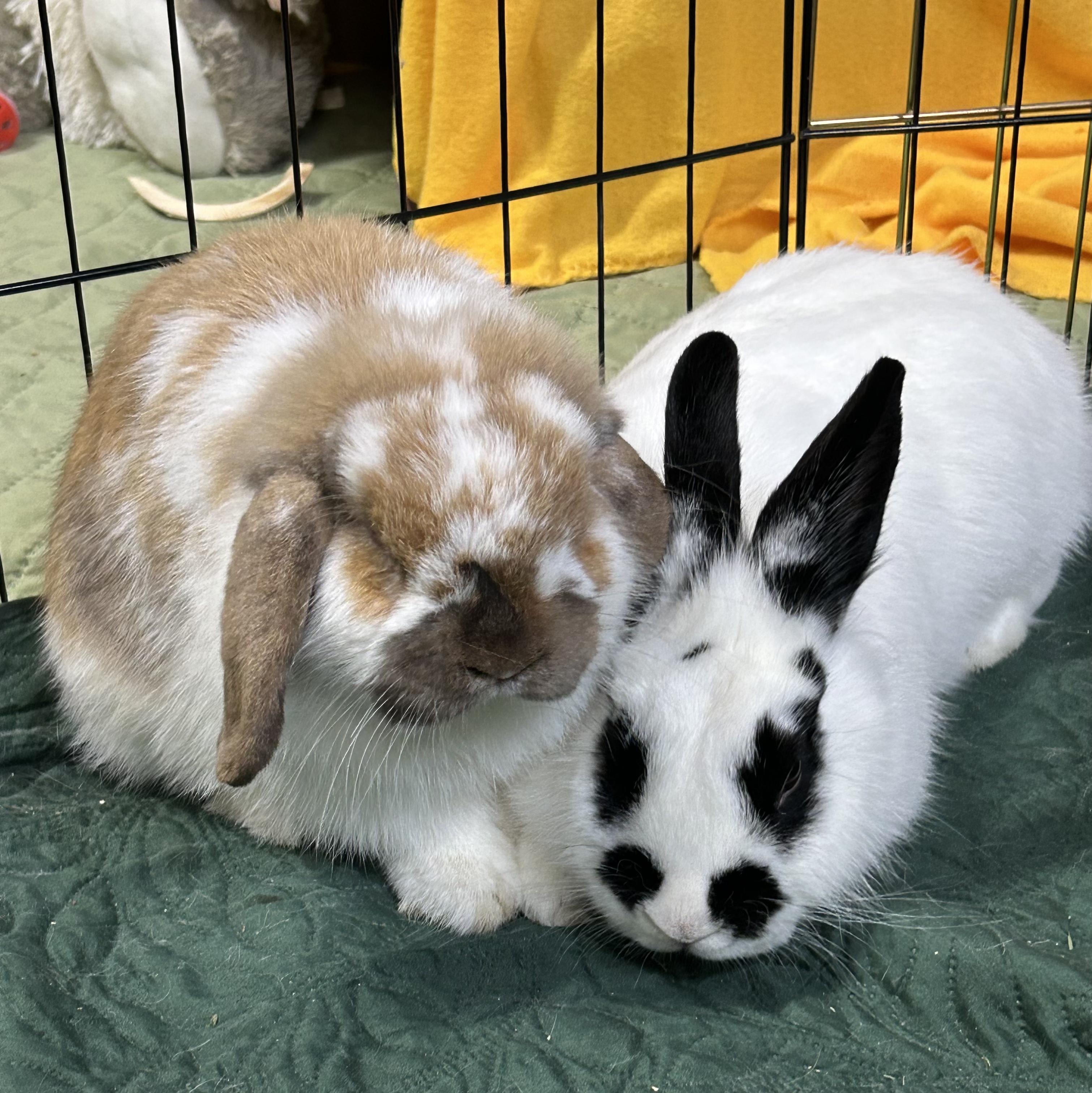 Enlarge Bam Bam , a ADOPTABLE Holland Lop in Conway, SC image 2/2