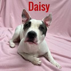 Daisy, Young Female unknown