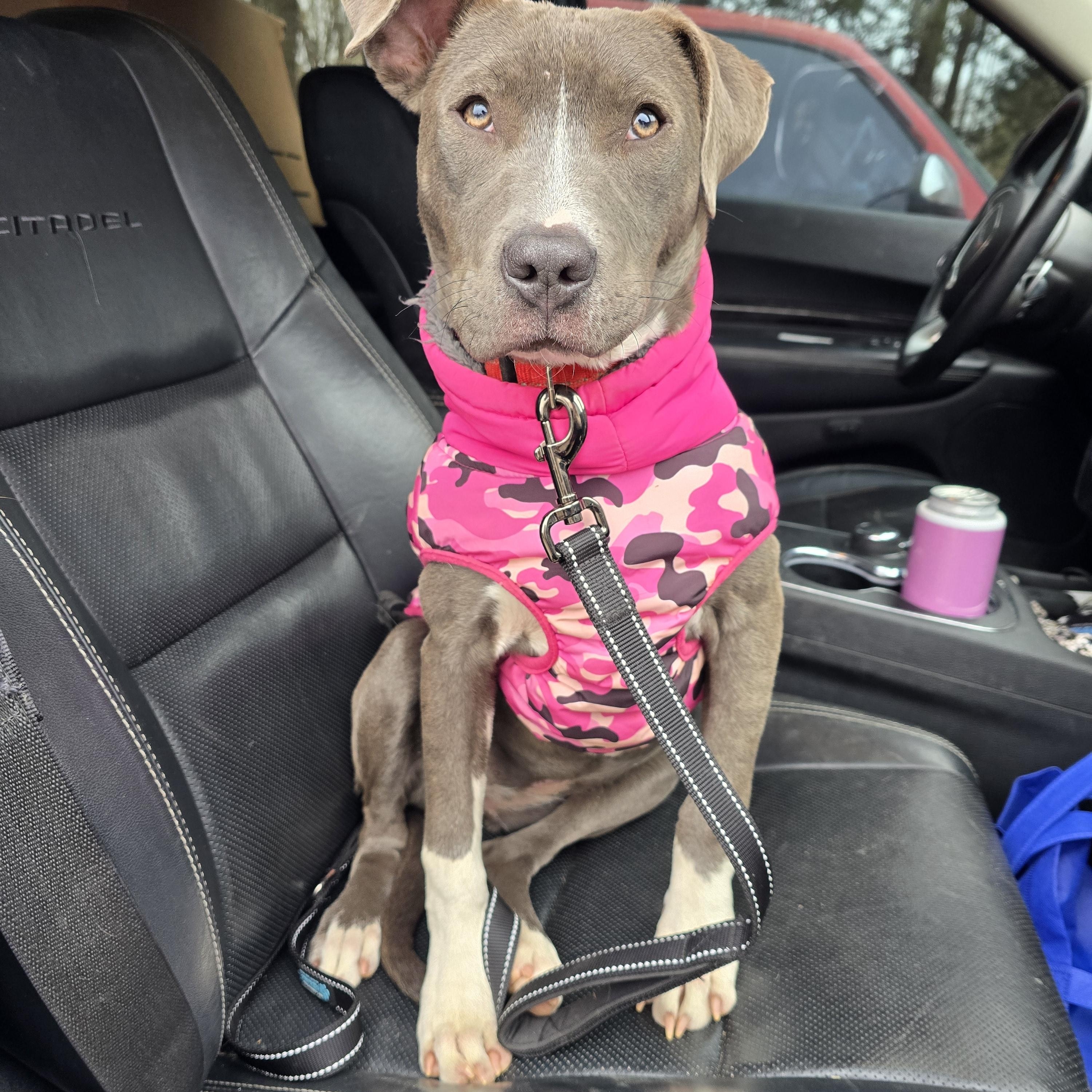 Enlarge Bella, an adopted mixed breed in Austin, AR image 1/2