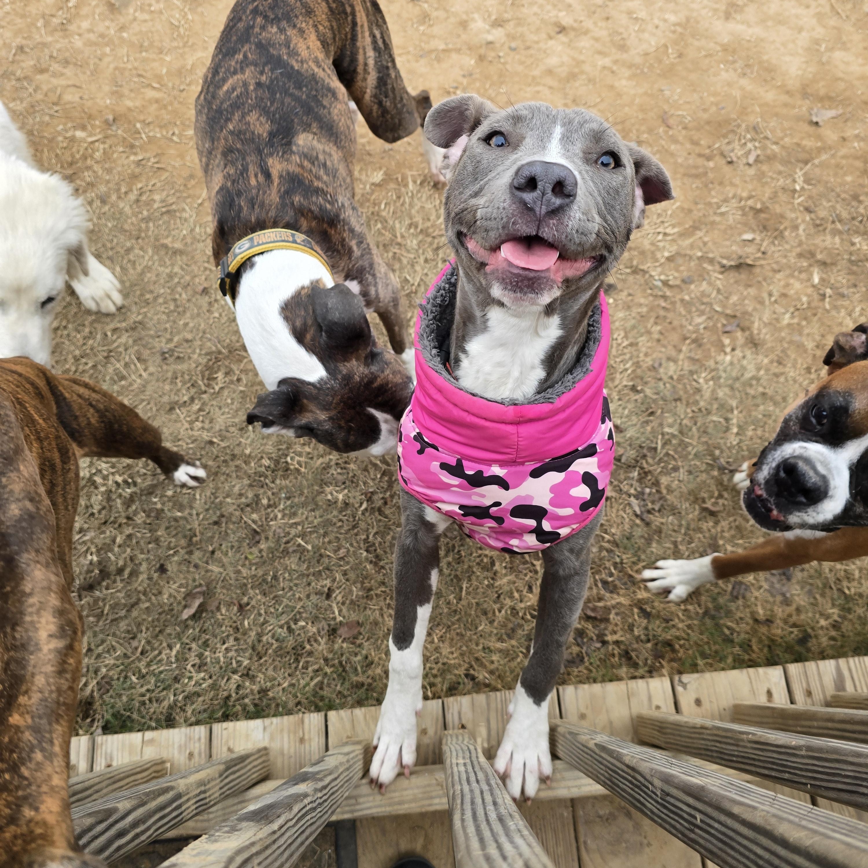 Enlarge Bella, an adopted mixed breed in Austin, AR image 2/2