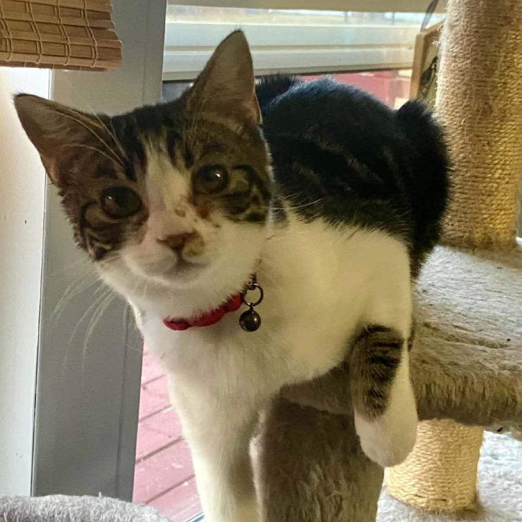 Enlarge Chansee, a Adoptable Domestic Short Hair in Charlottesville, VA image 1/3