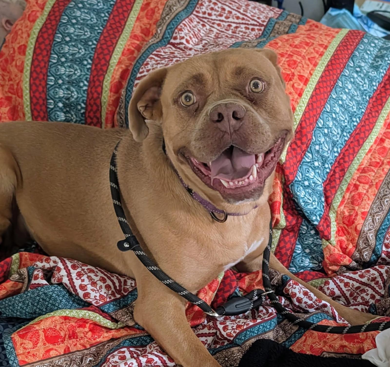 Allison, Adoptable, Adult Female Boxer.