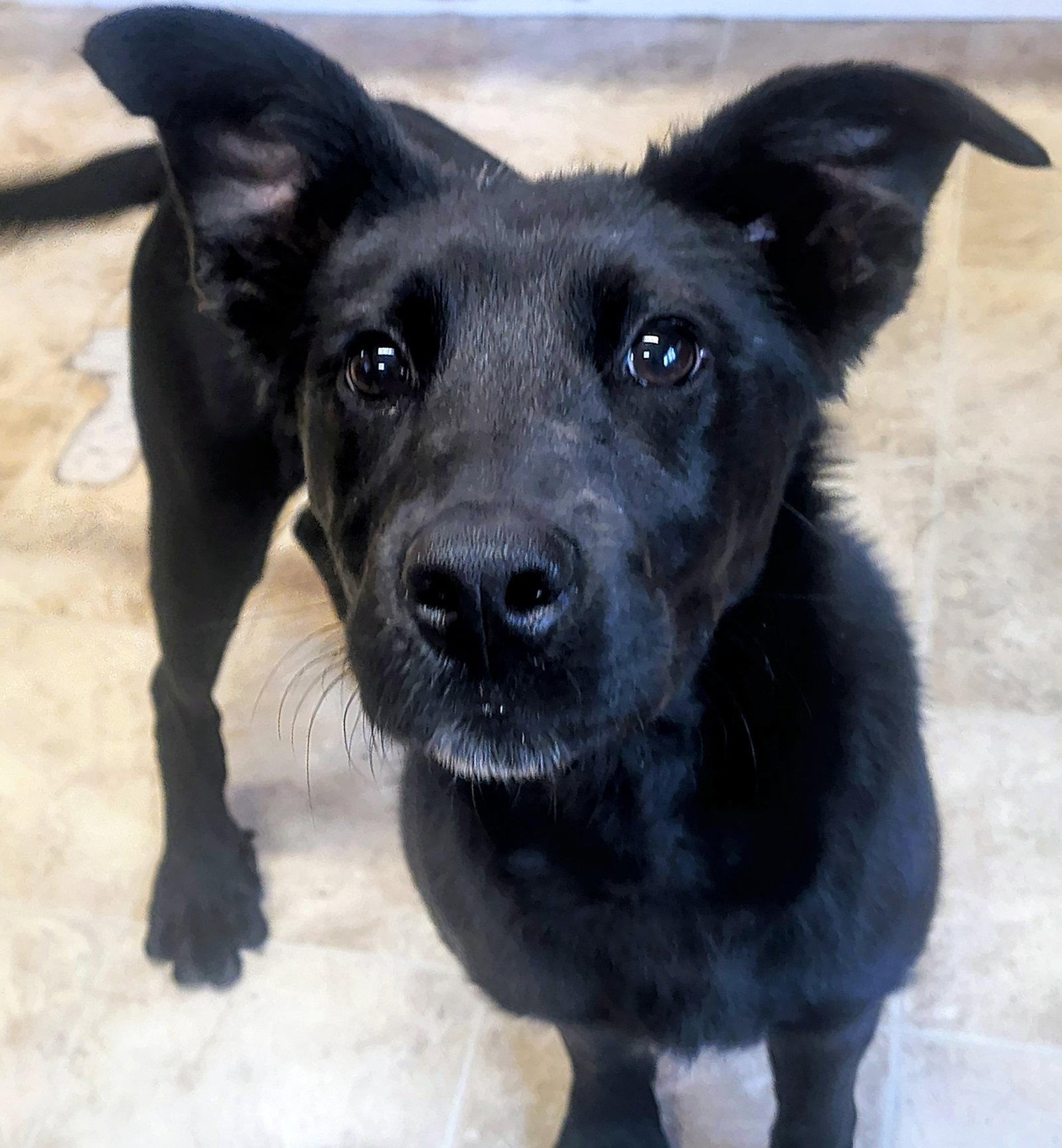 Rose, Adoptable, Adult Female Retriever & Labrador Retriever.