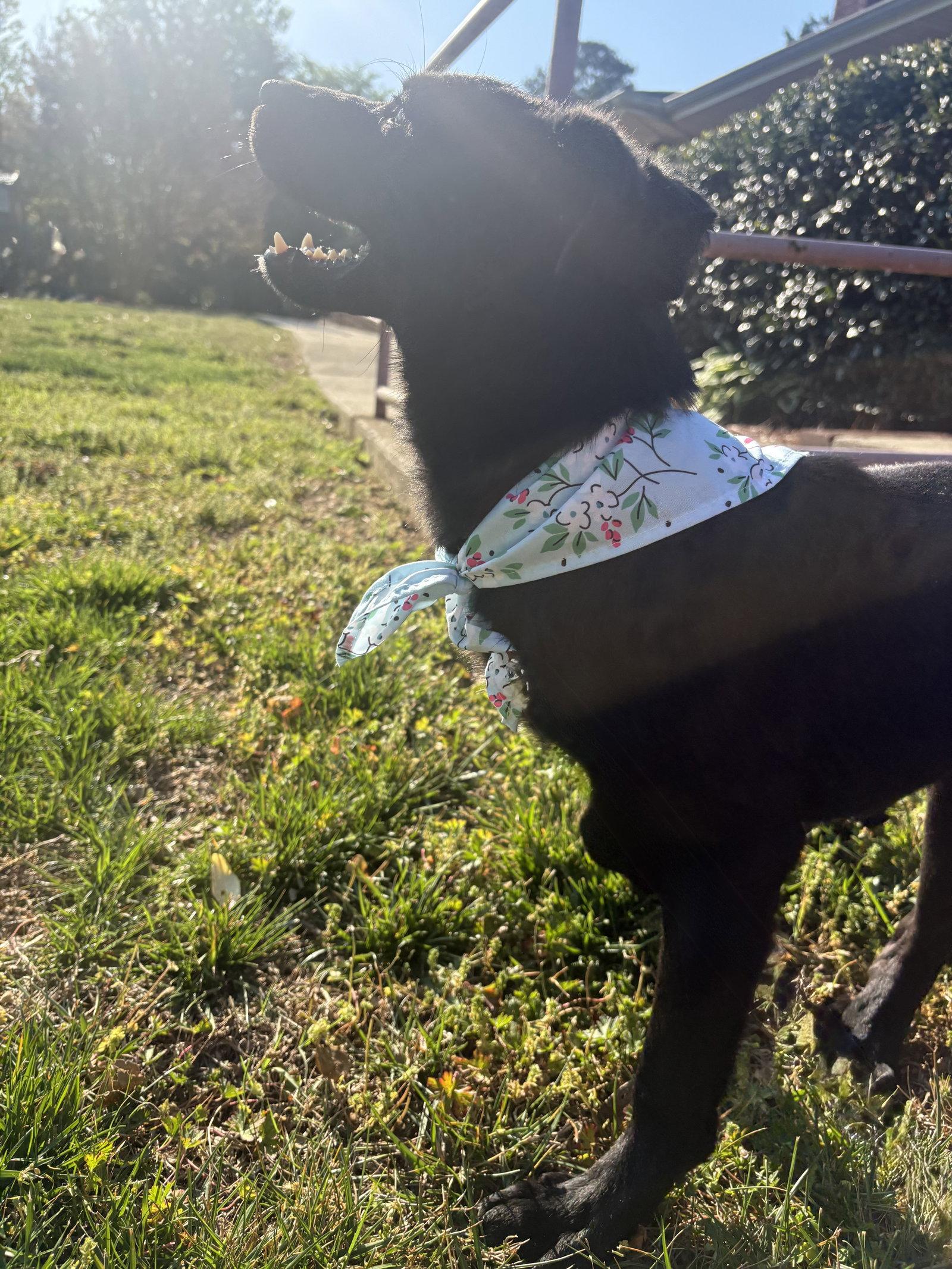 Enlarge Rose, a Adoptable mixed breed in Raleigh, NC image 2/3