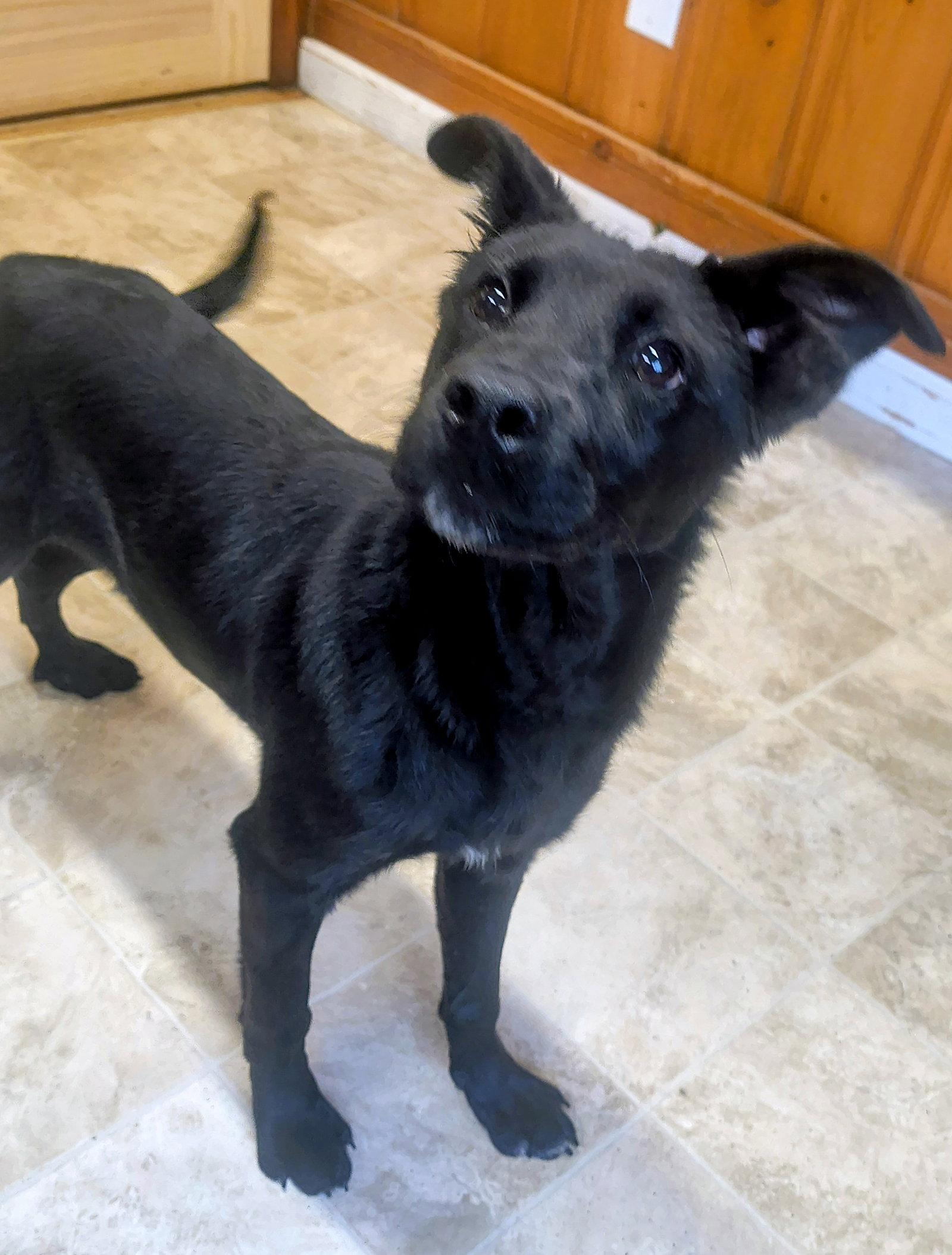 Enlarge Rose, a Adoptable mixed breed in Raleigh, NC image 3/3