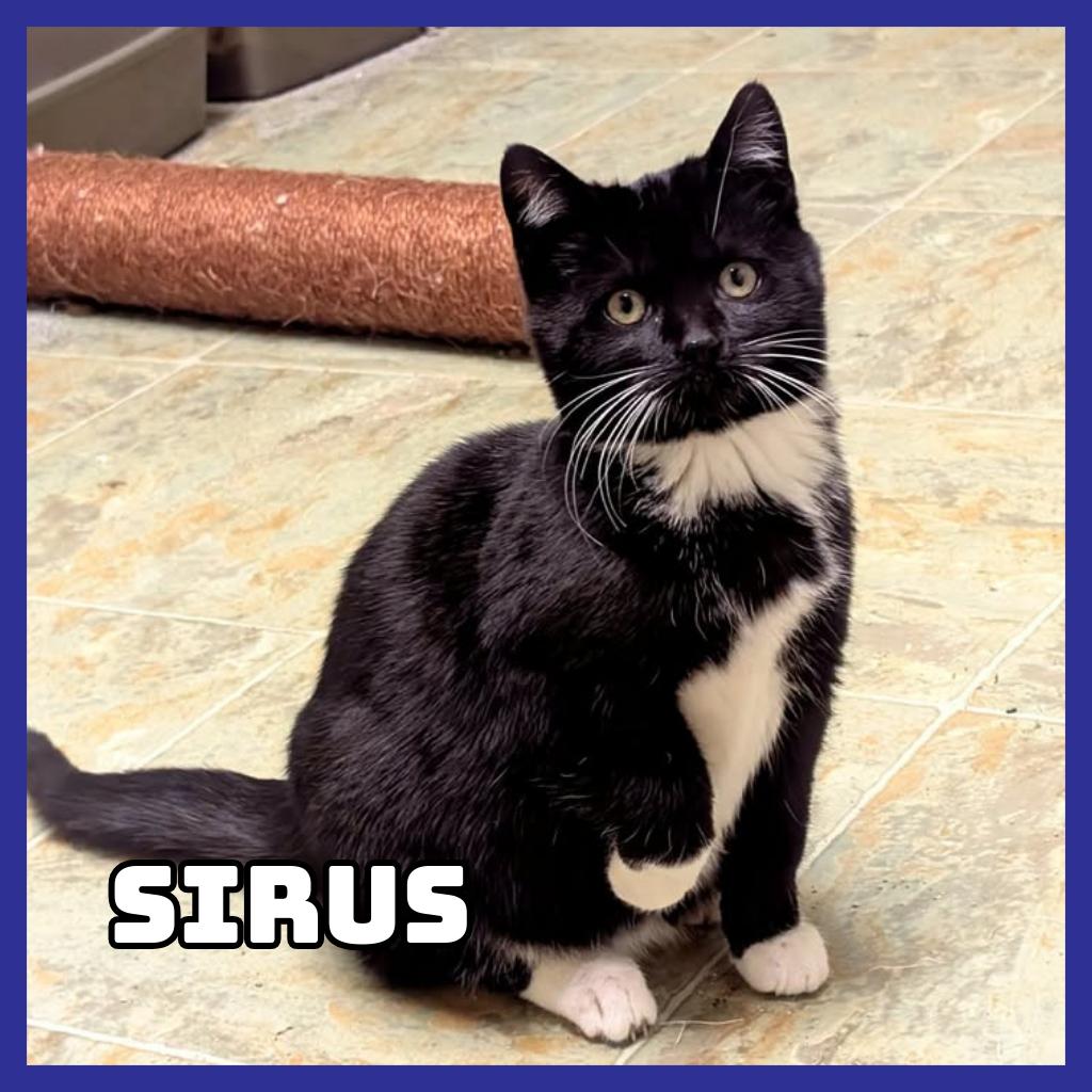 Sirius, Adoptable, Young Male Domestic Short Hair.