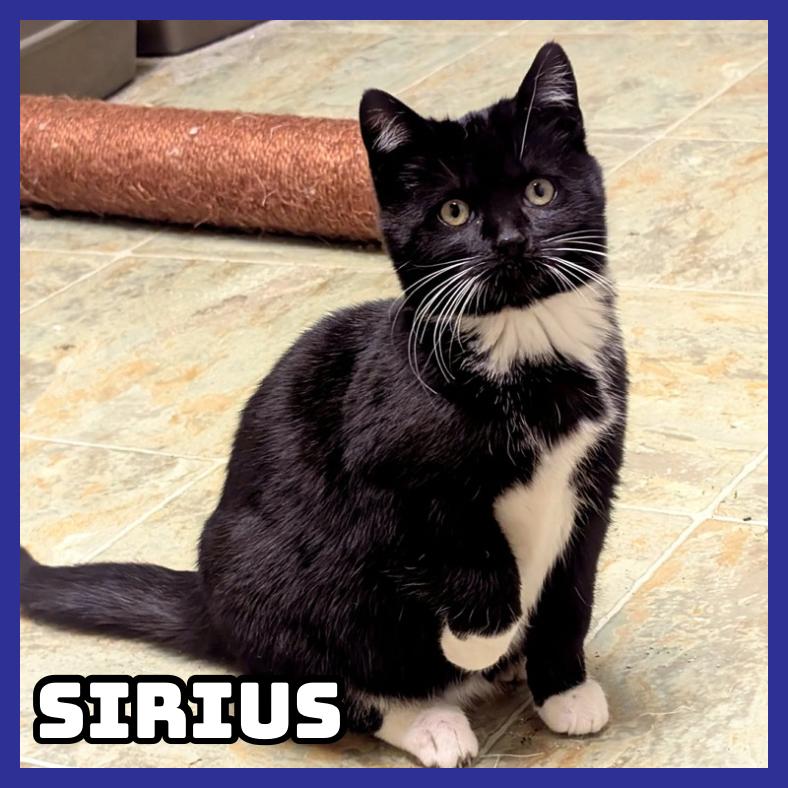 Sirius, Adoptable, Young Male Domestic Short Hair.